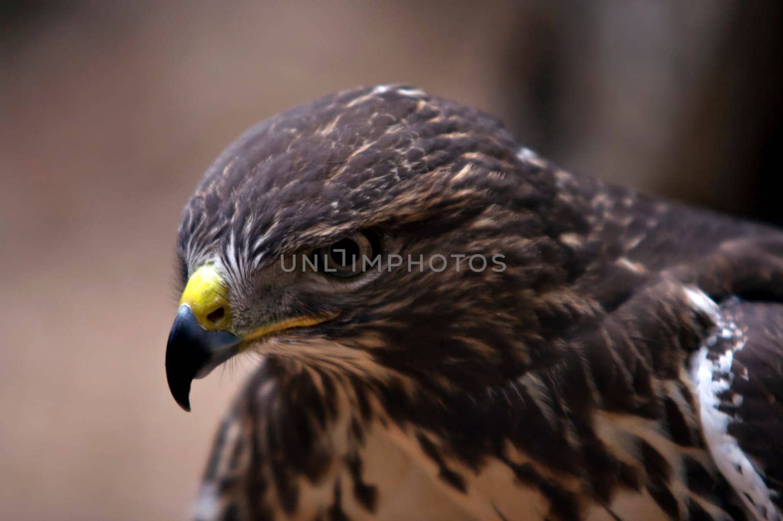 Detail of the head of the buzzard - European buzzard - bird of prey
