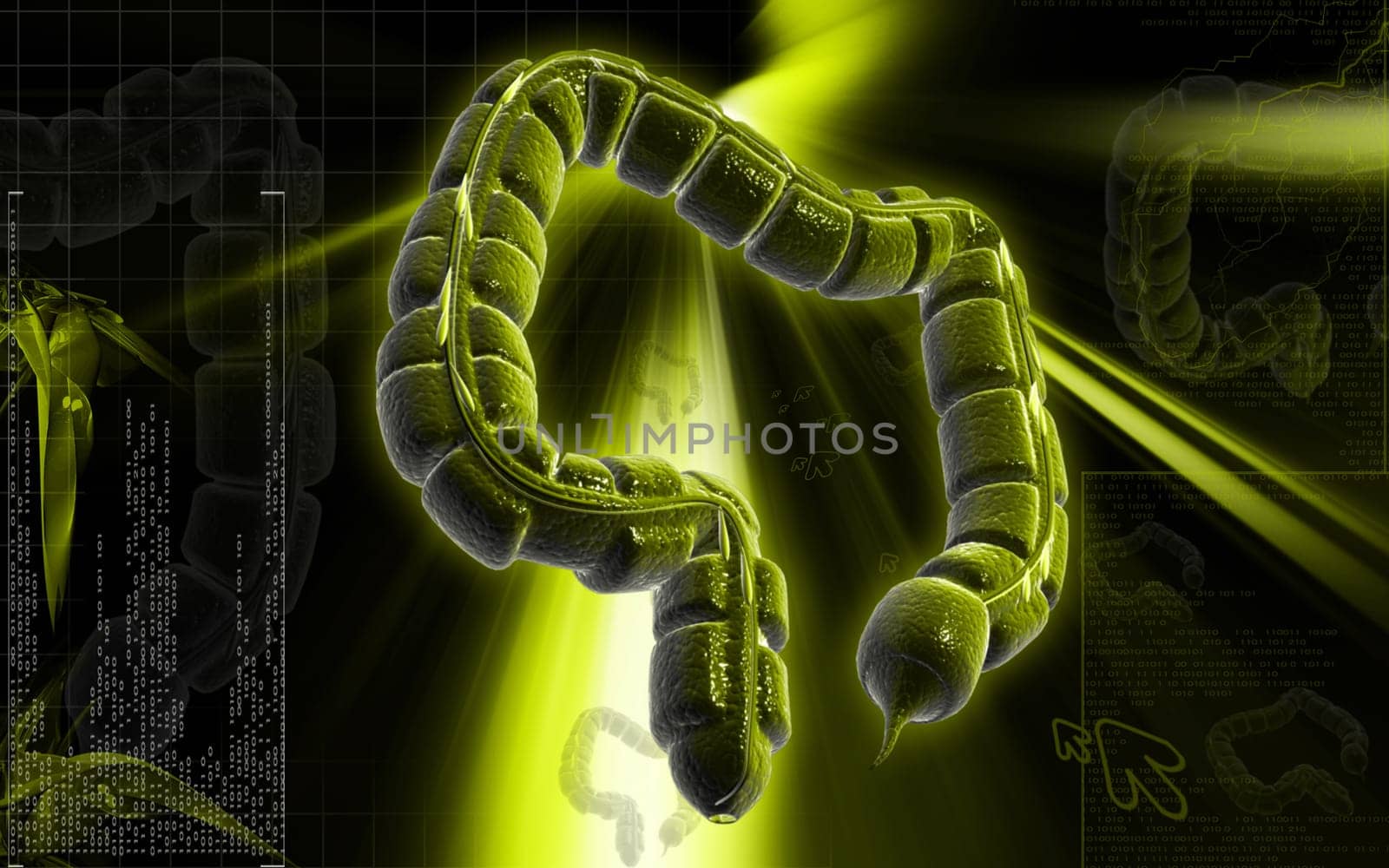 Digital illustration of large intestine in colour background