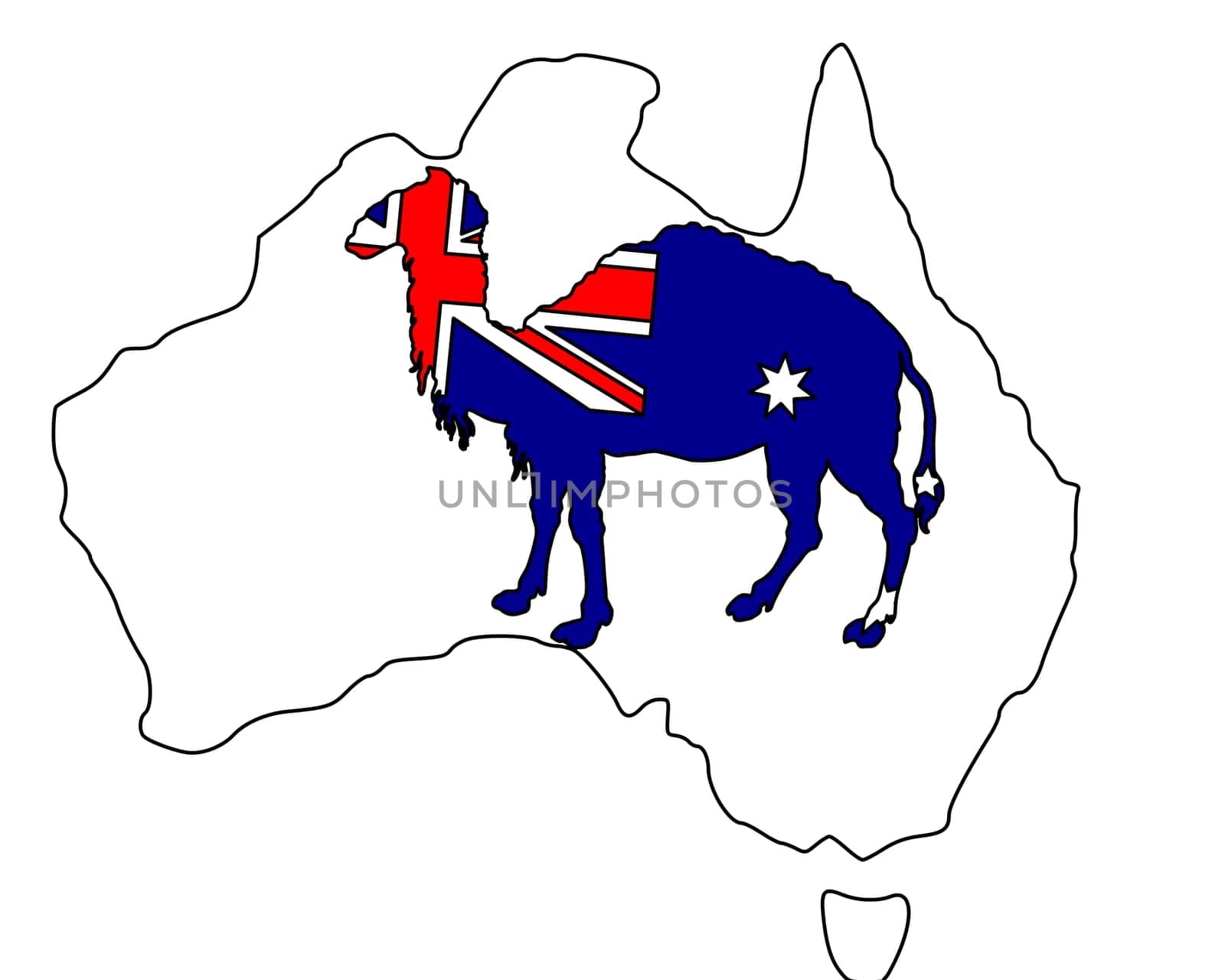Australian Camel