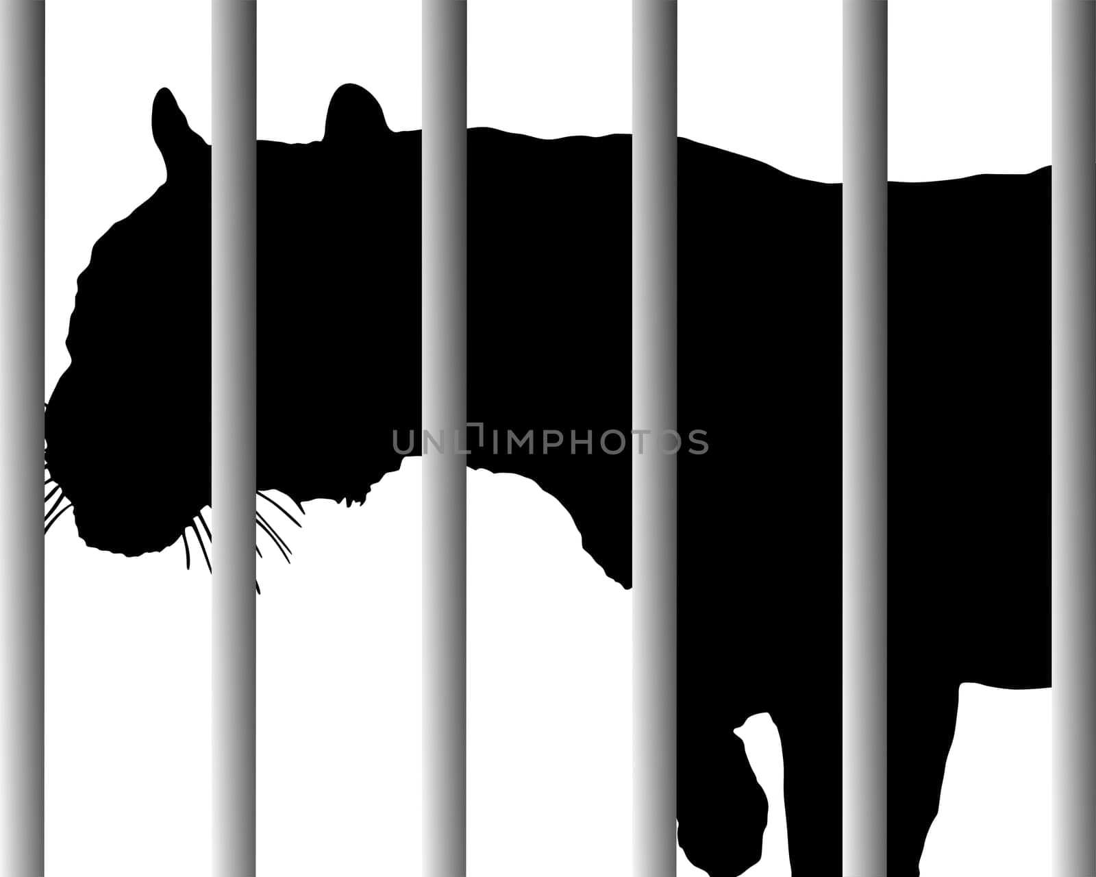 Tiger in the zoo