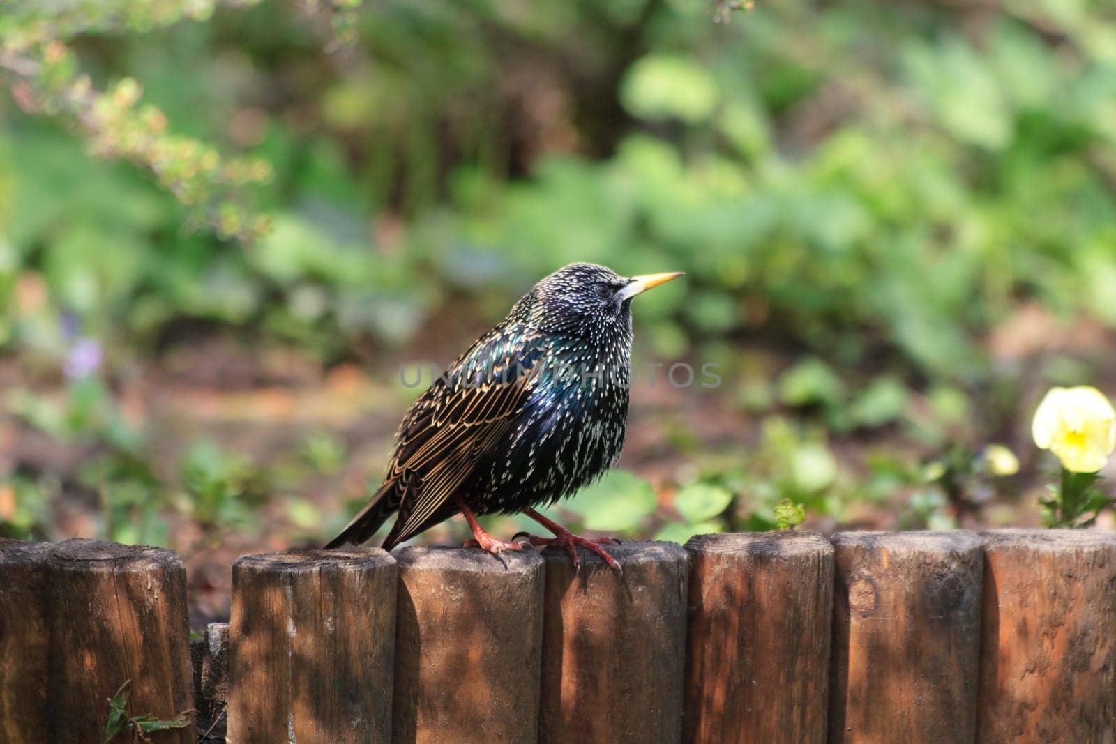 starling bird (sturnus vulgaris) on a wooden fence
