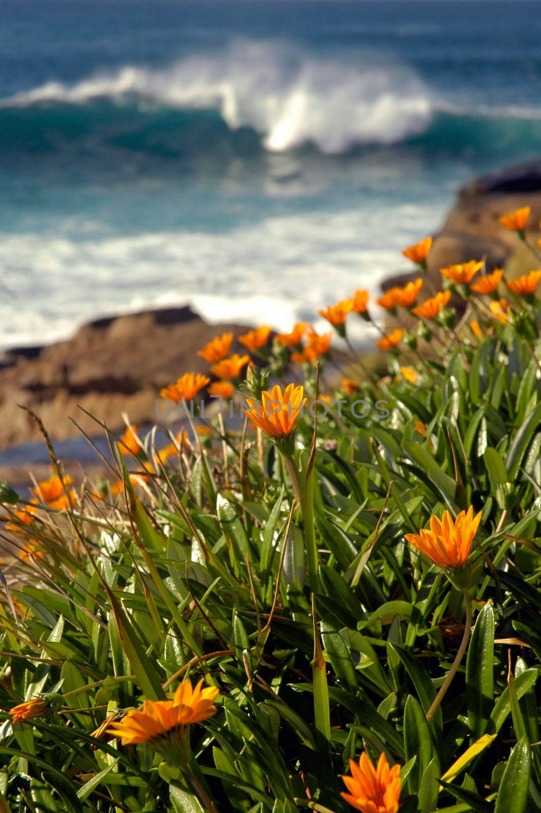 nature scenery, orange flowers in front of brown rocks, water behind edge cliff, blurred white wave coming closer
