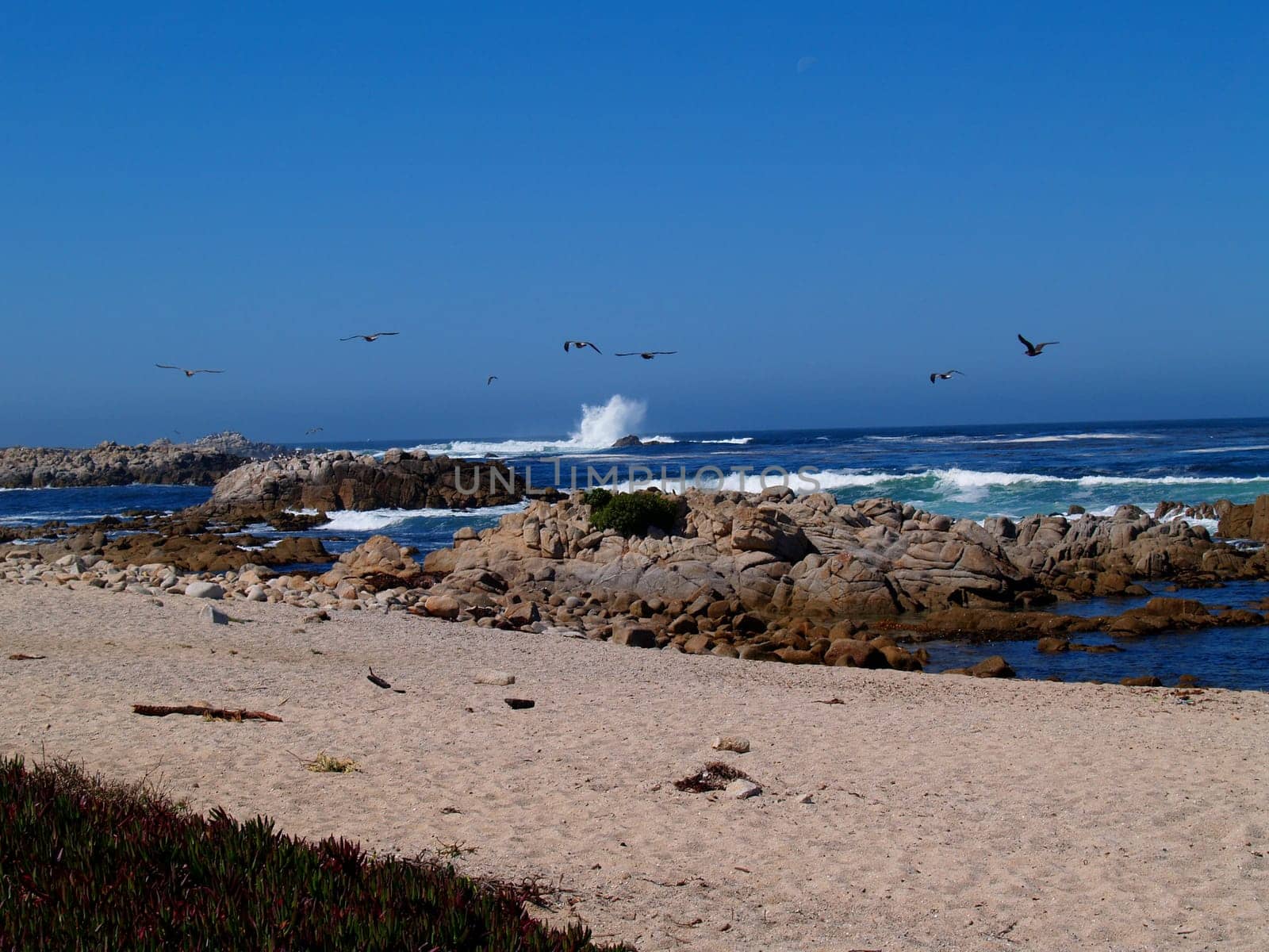 A large wave splashing with sea gulls flying overhead in a beautiful clear blue sky along a rocky sandy coast south of Santa Barbara, California