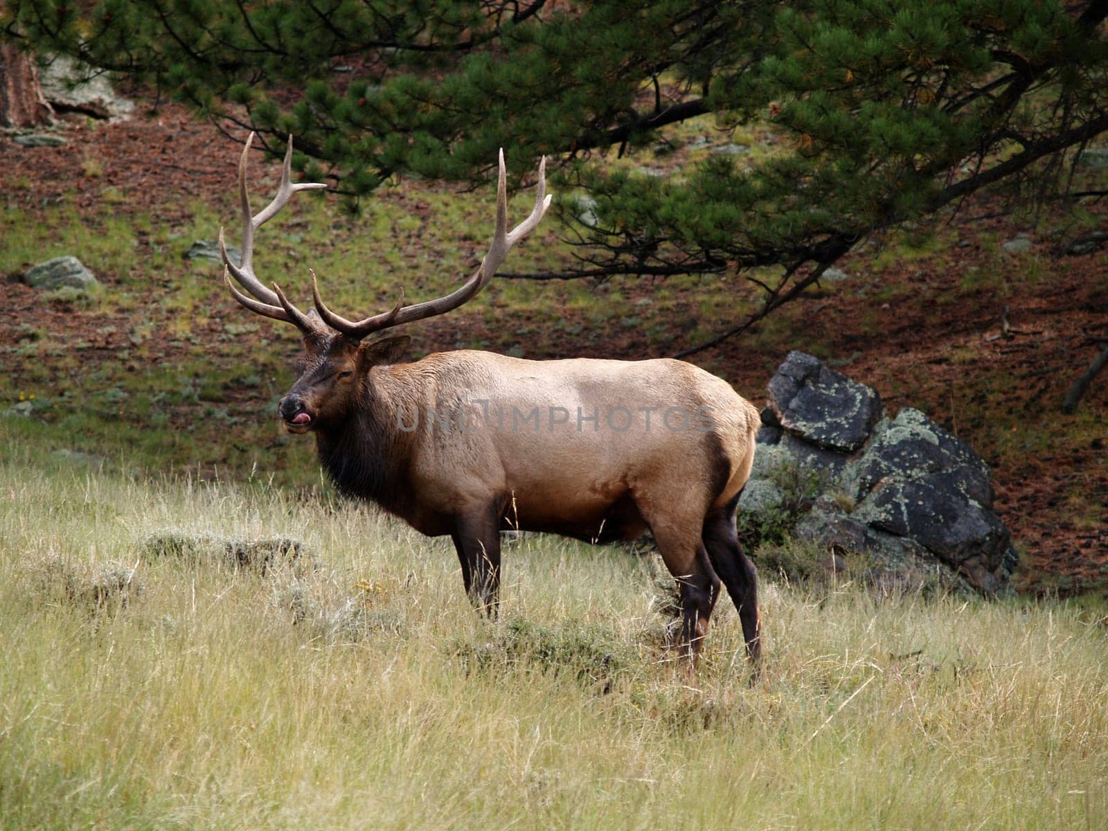 Male elk licking lips in Rocky Mountain National Park, Colorado