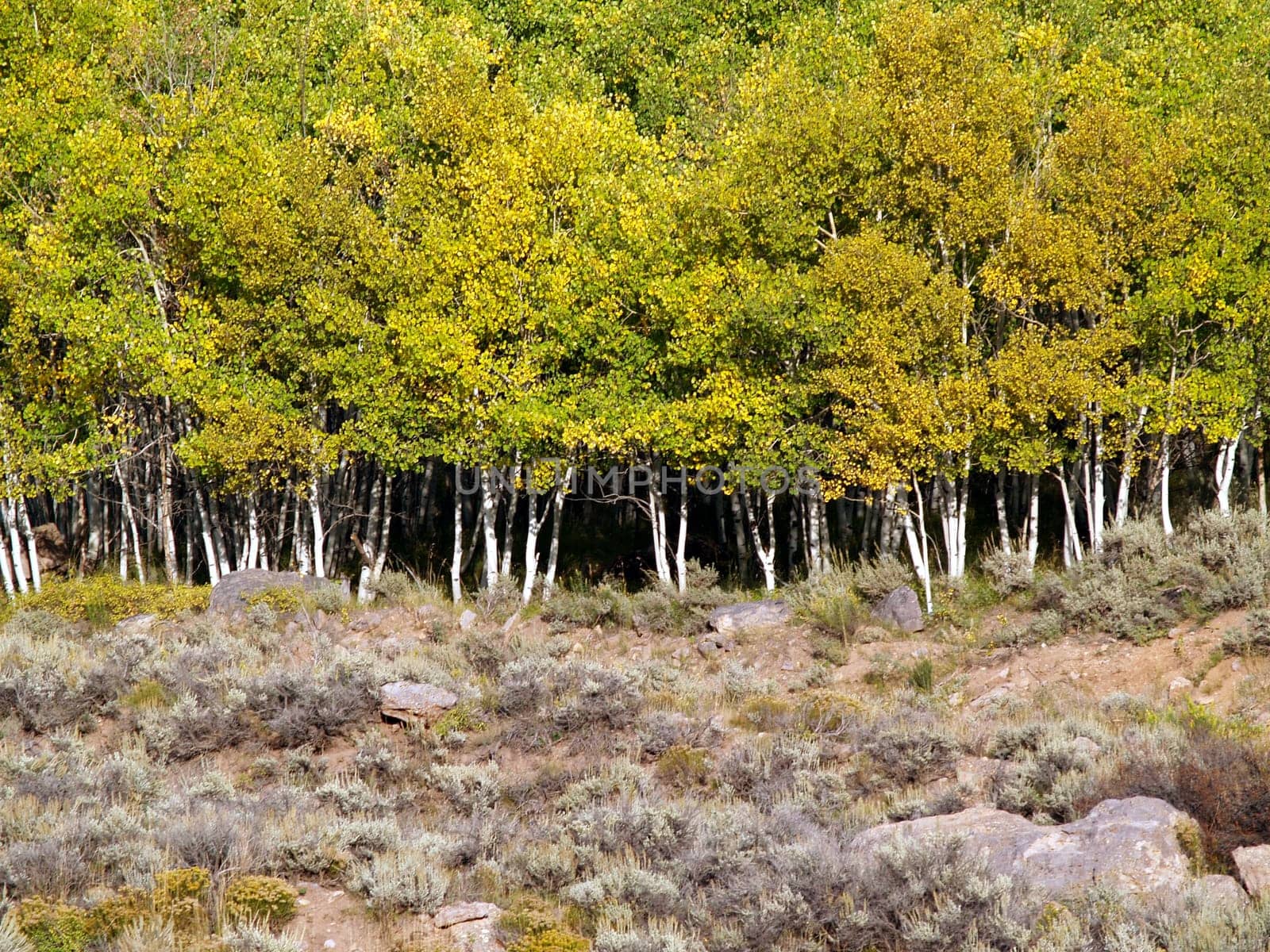 Grove of Aspen trees in Colorado with yellow fall leaves.