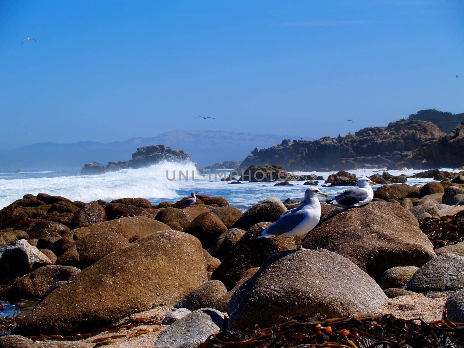 A pair of seagulls sunning on the rocks with waves crashing behind them.