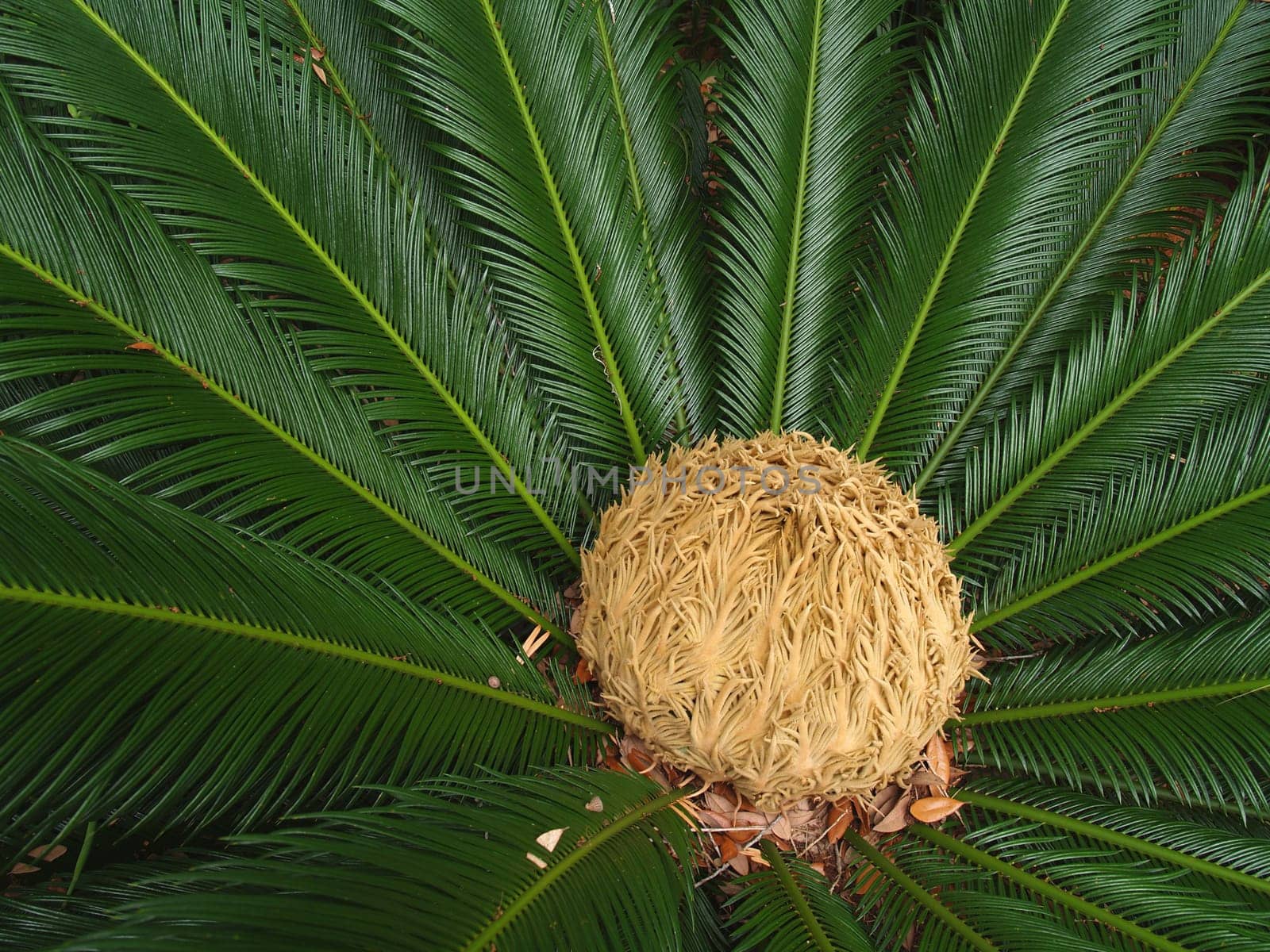 Sago palm with female cone