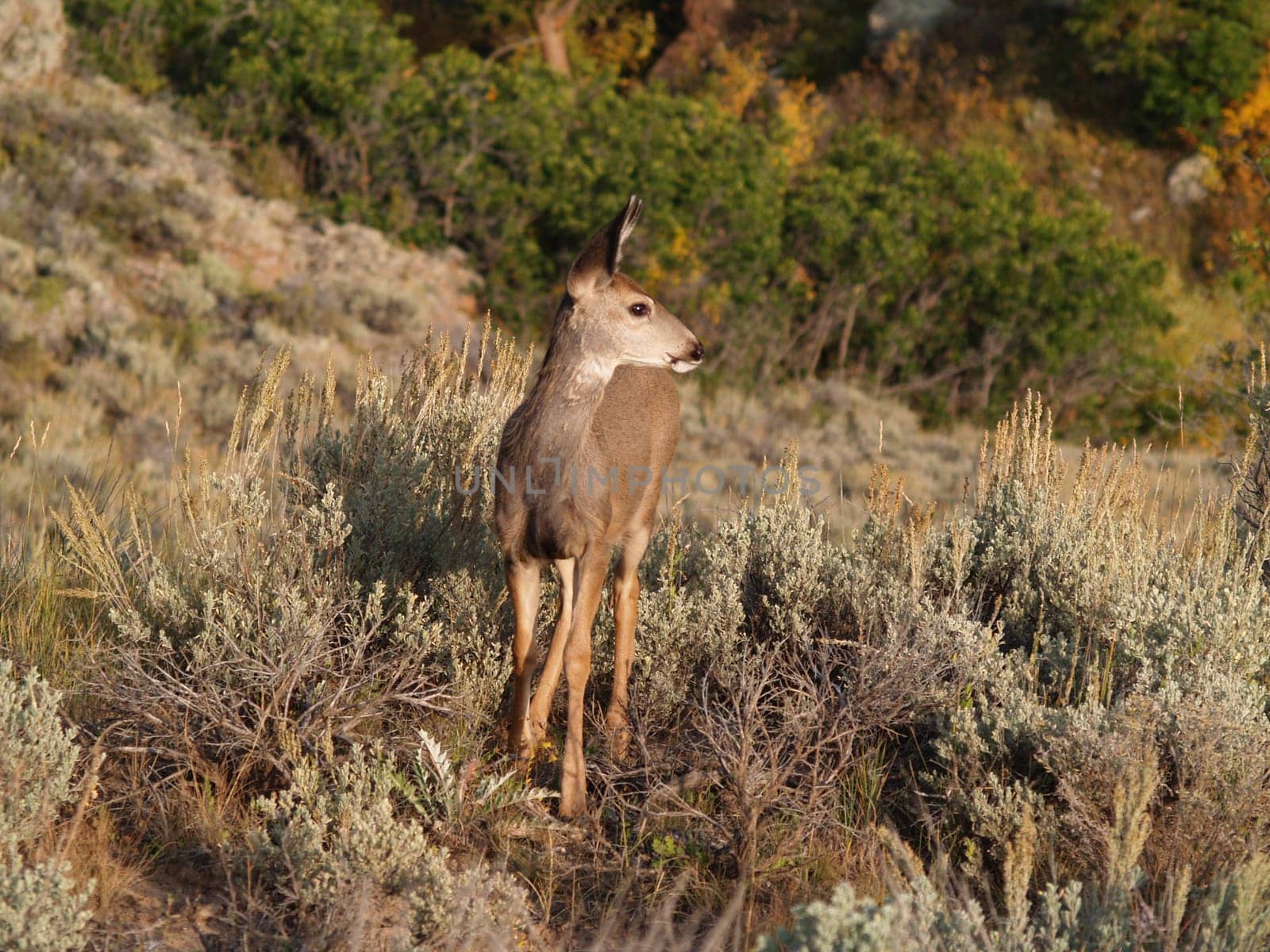 Wild mule deer fawn in Colorado