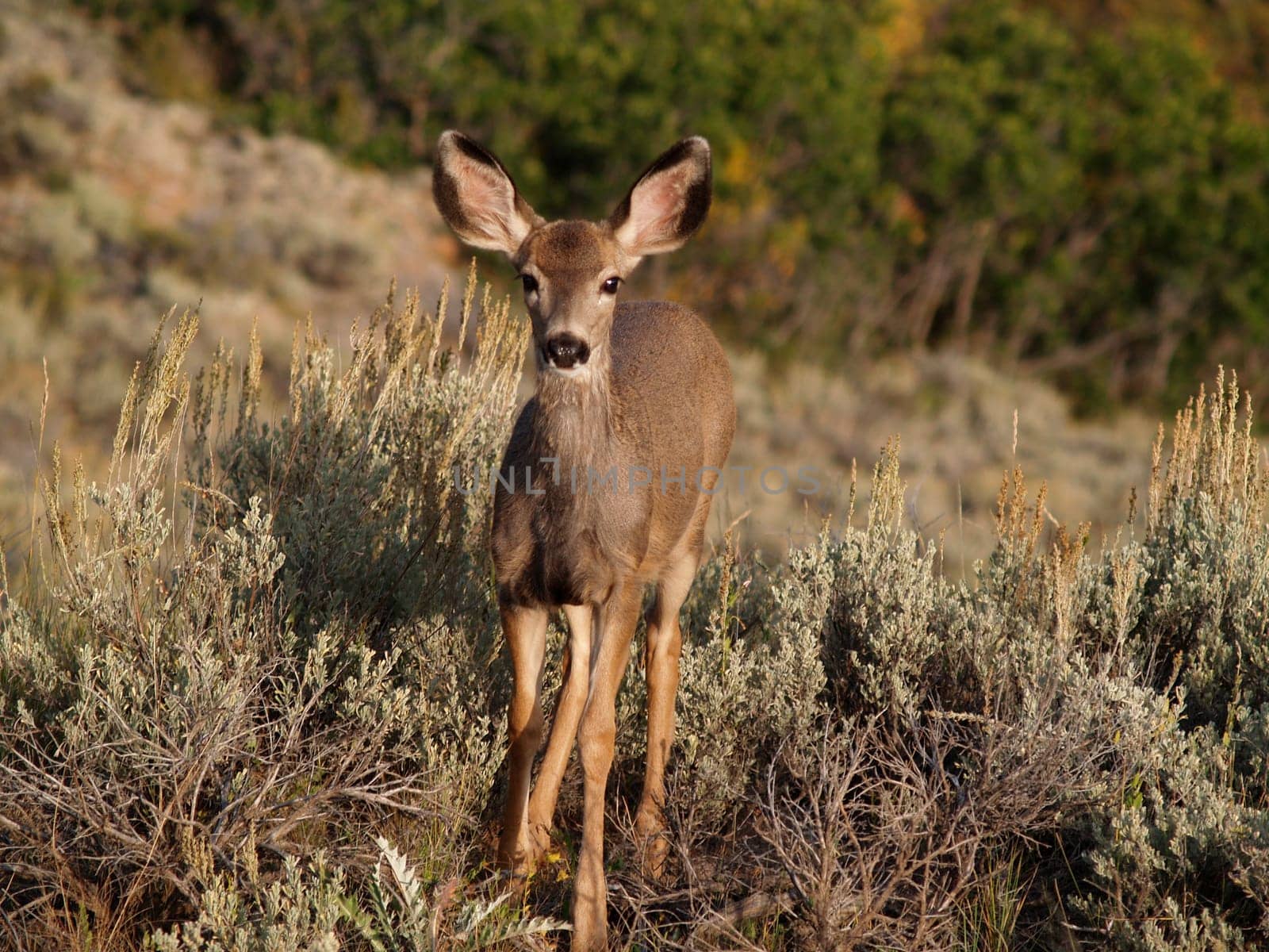 Wild mule deer fawn in Colorado.