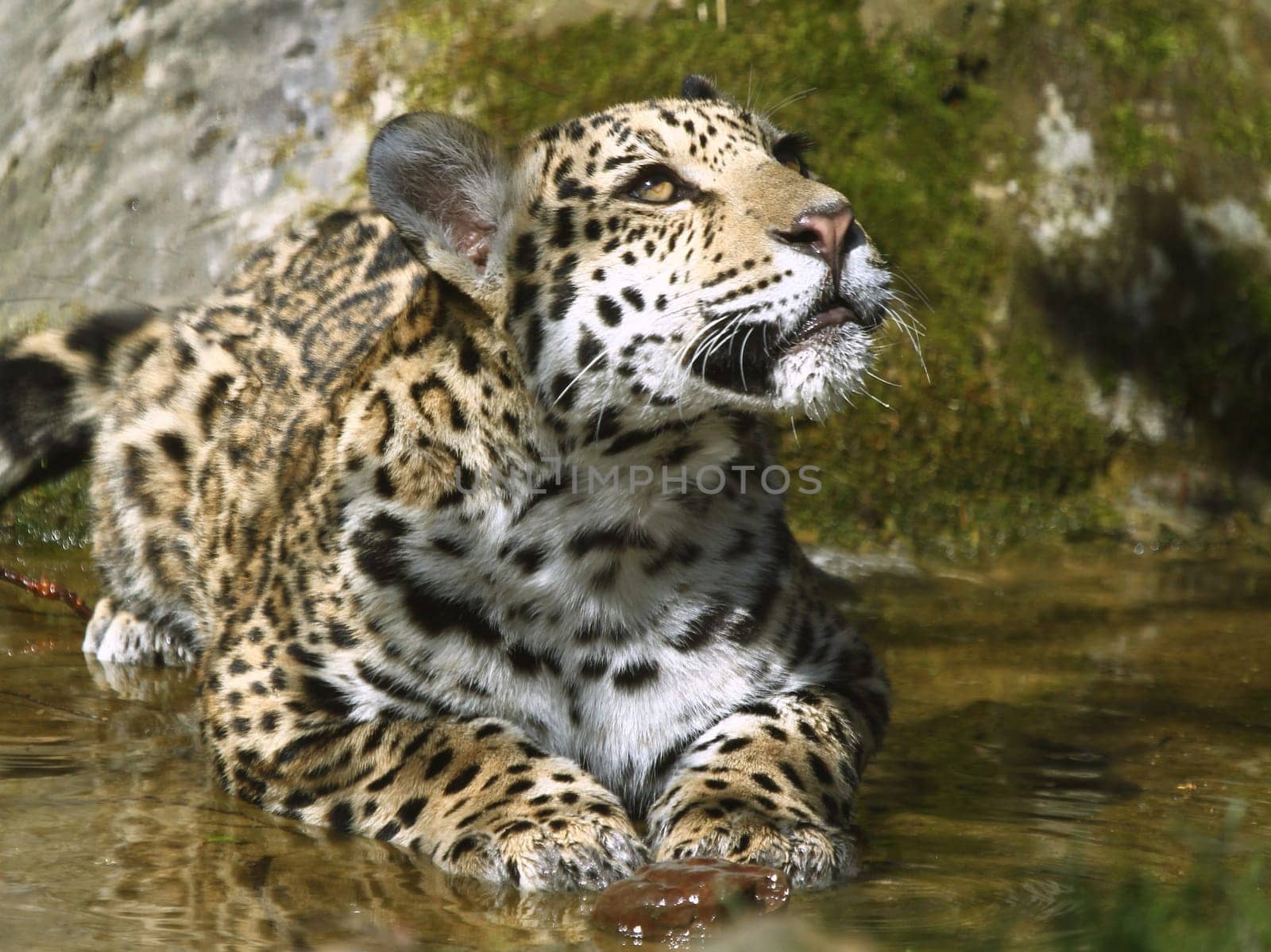 Young Jaguar