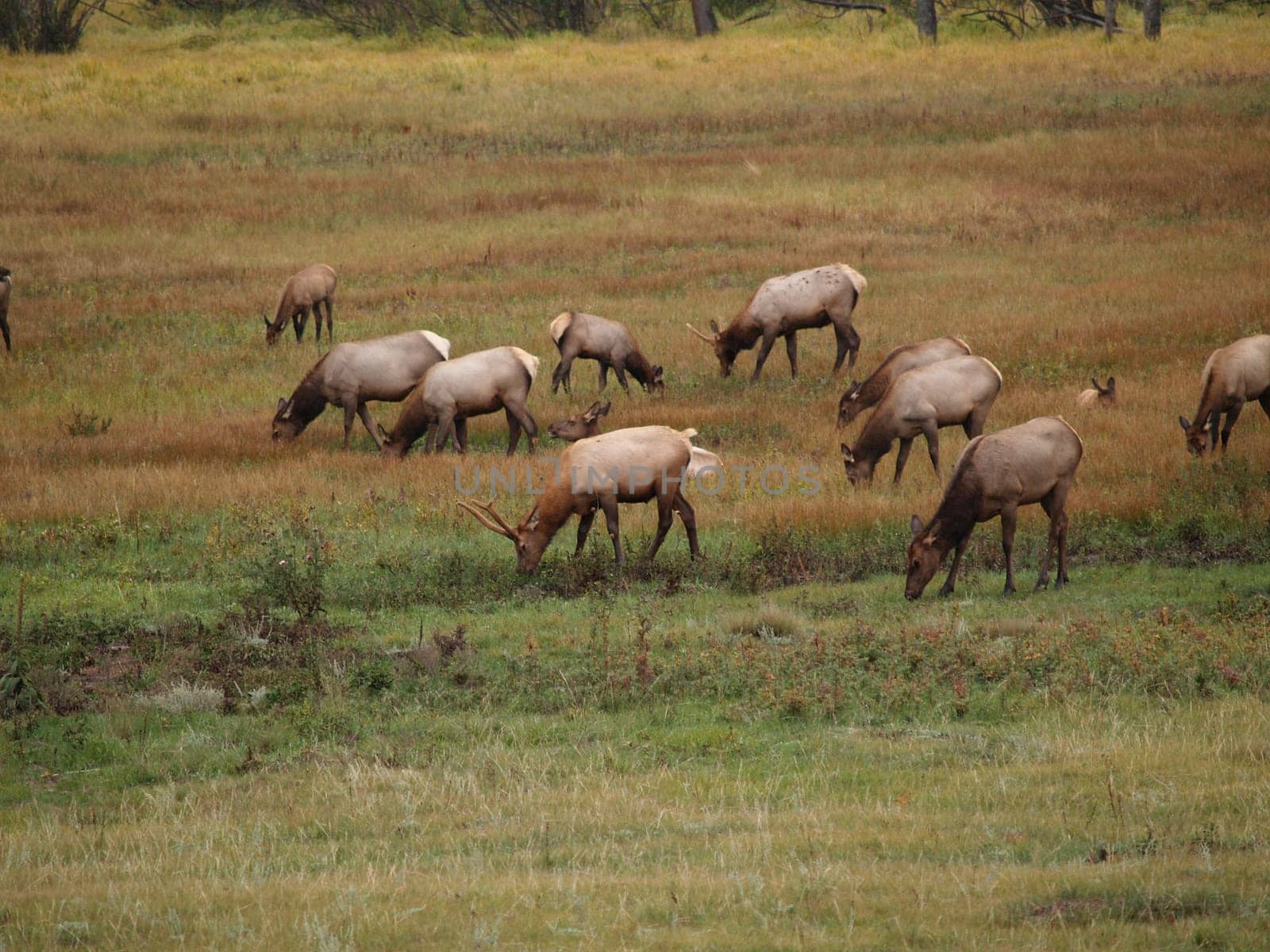 Herd of elk grazing in Rocky Mountain National Park.