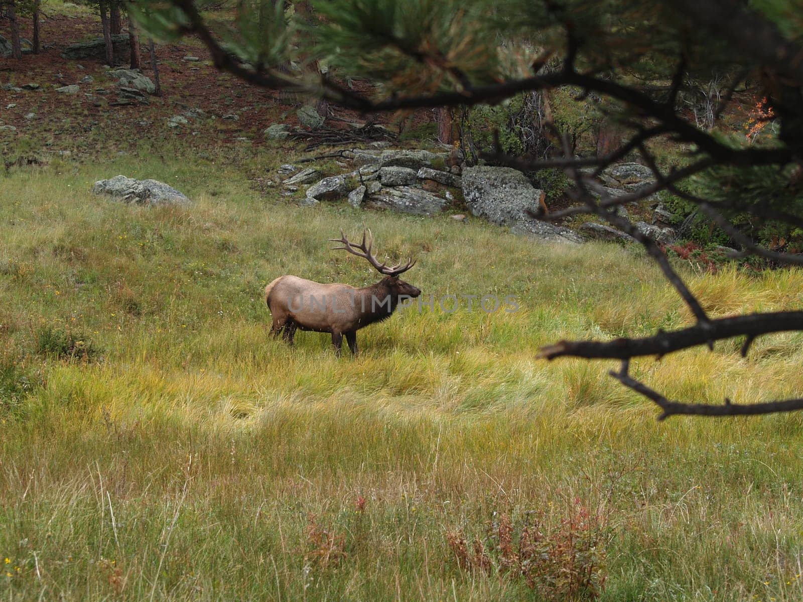Elk grazing in Rocky Mountain National Park.