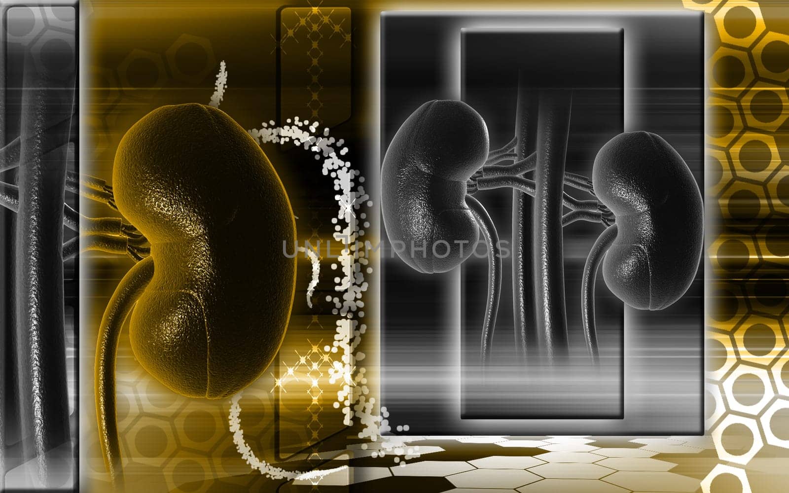 Digital illustration of kidney in colour background