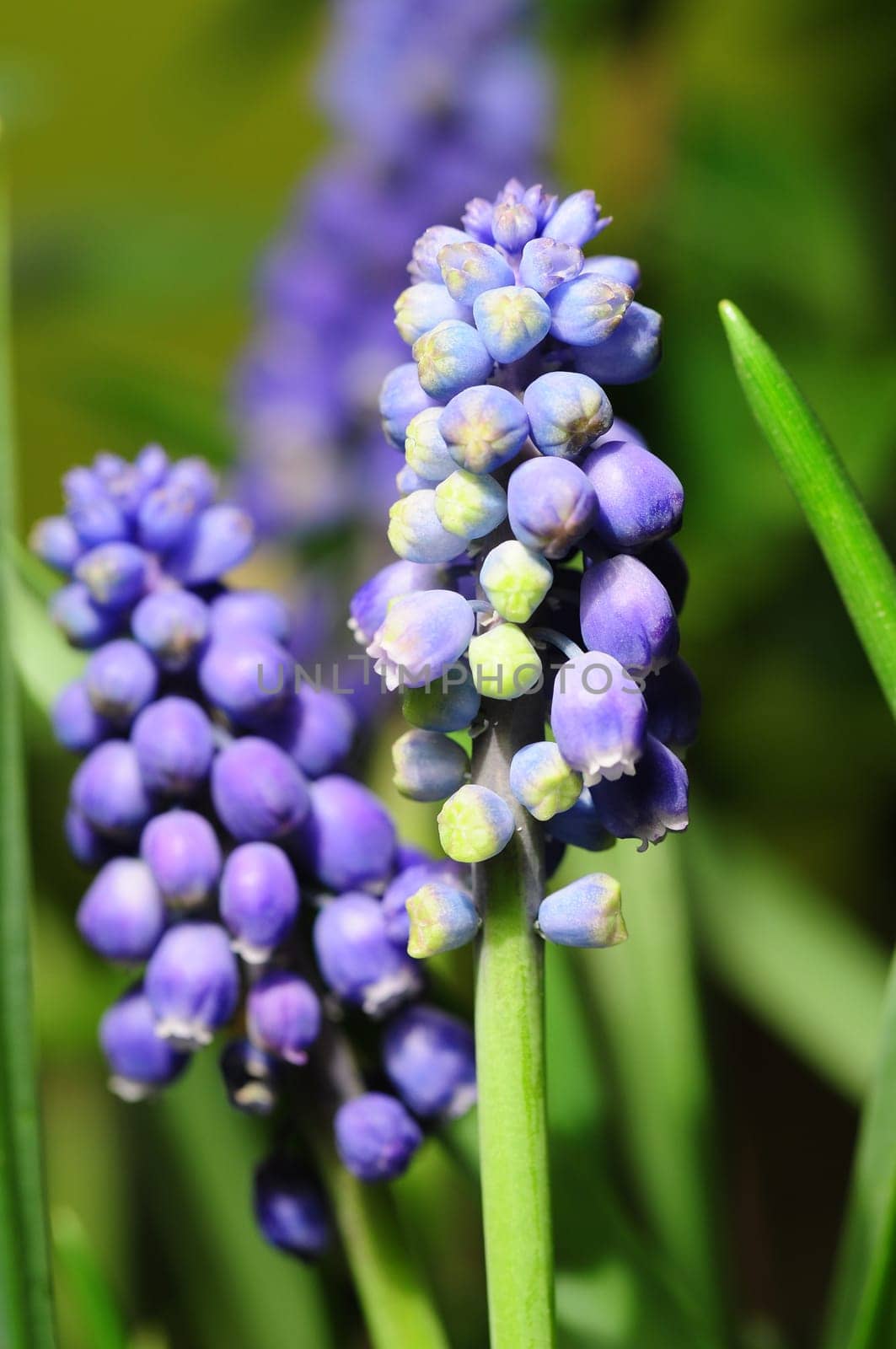 Hyacinths