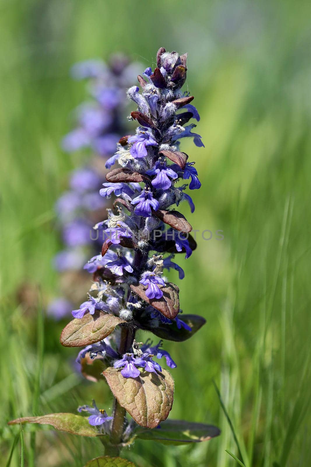 Creeping bugle [Ajuga reptans]
