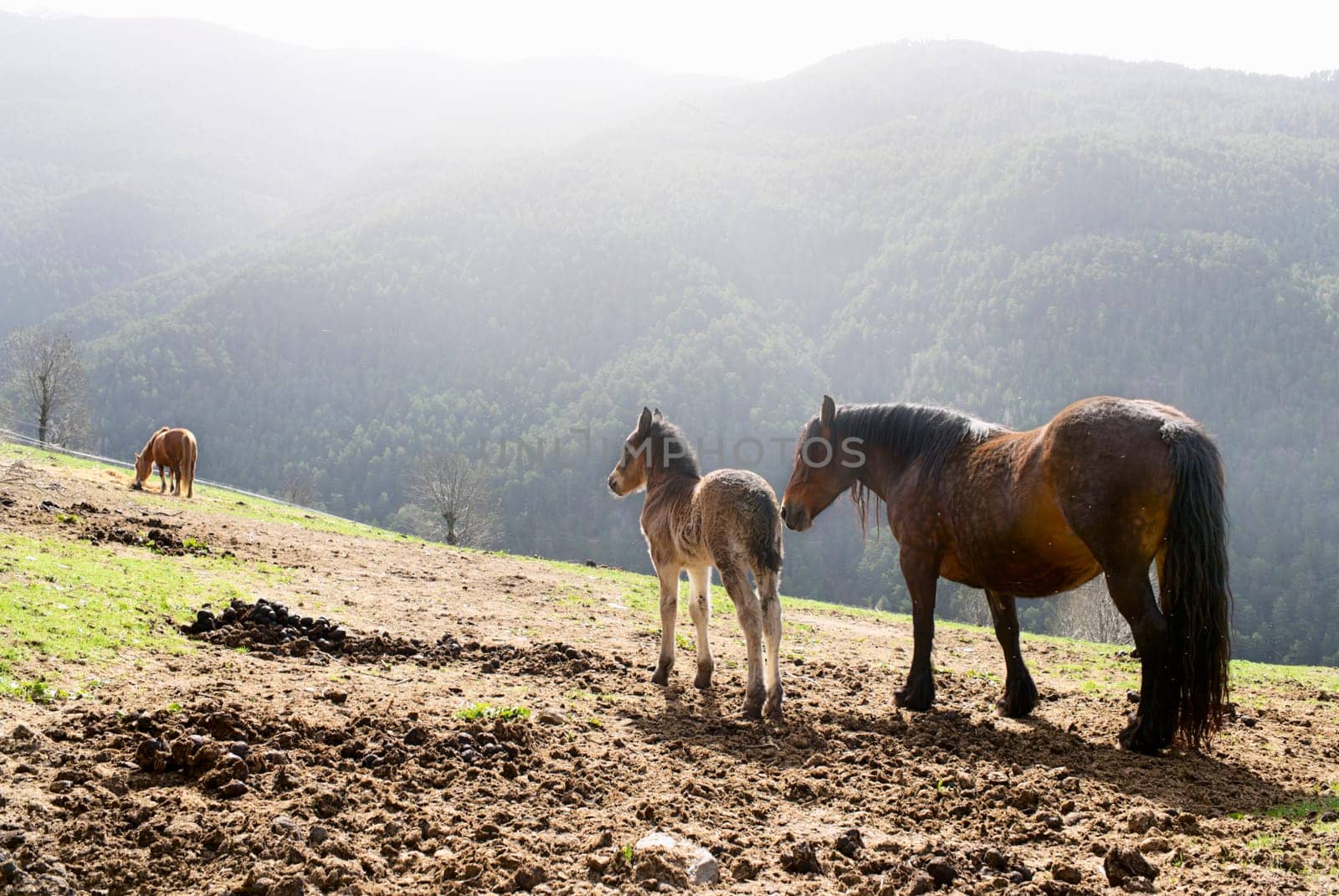 A foal and a mare in the mountains of the Pyrenees in the early morning,north of Catalonia,Spain,Europe