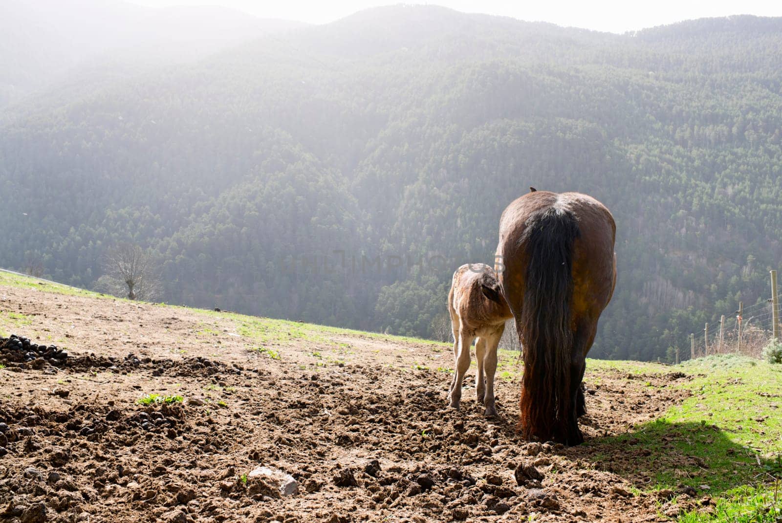 A foal and a mare in the mountains of the Pyrenees in the early morning,north of Catalonia,Spain,Europe