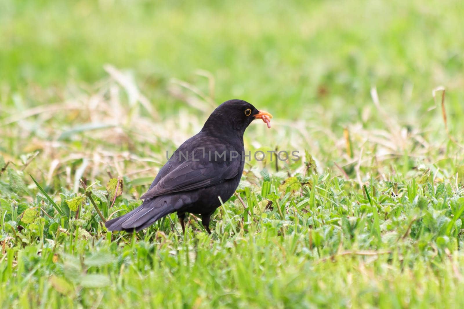 a blackbird (turdus merula) who prepares lunch