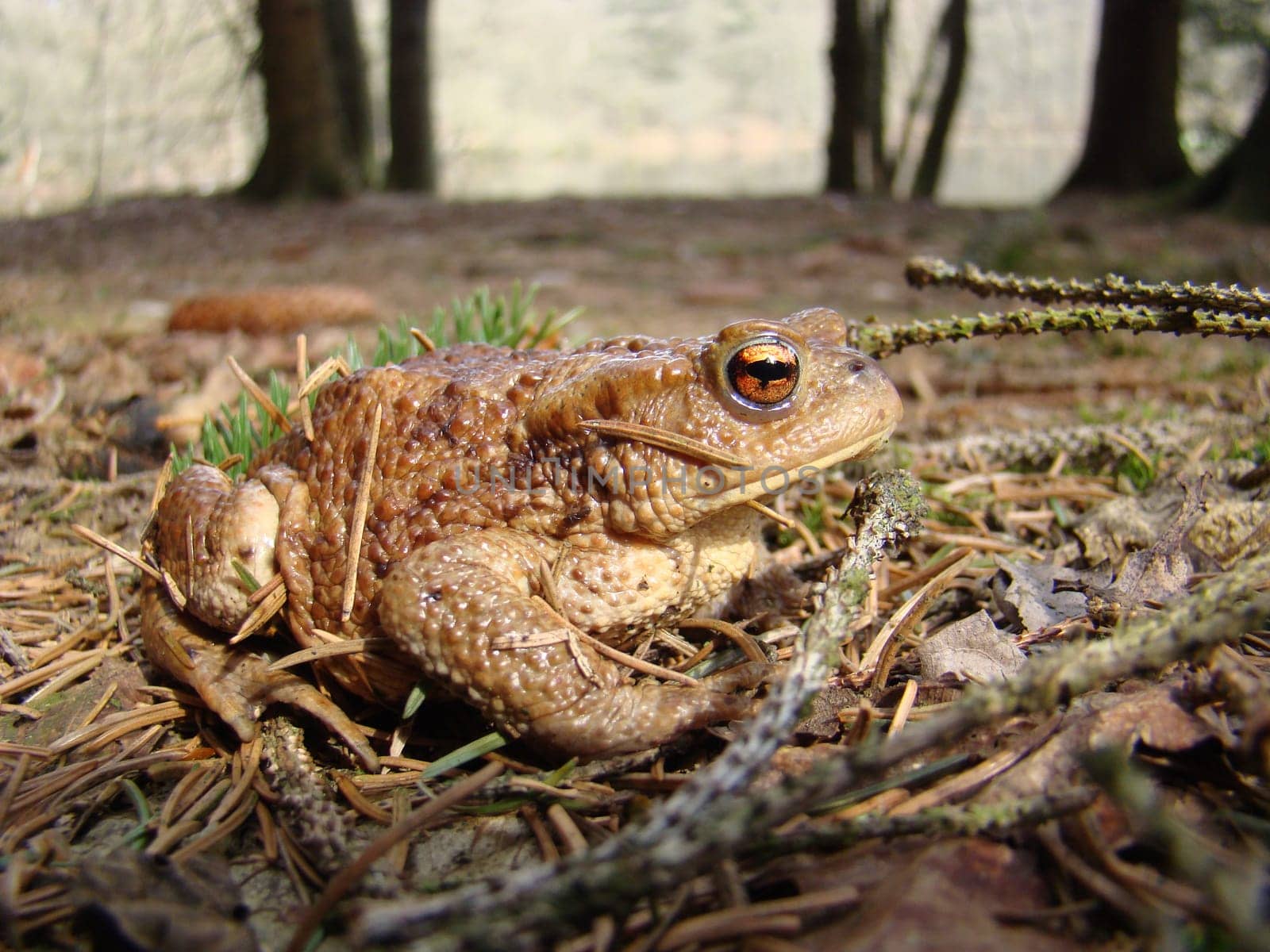 Common toad at the spawning water in the Reinhardswald