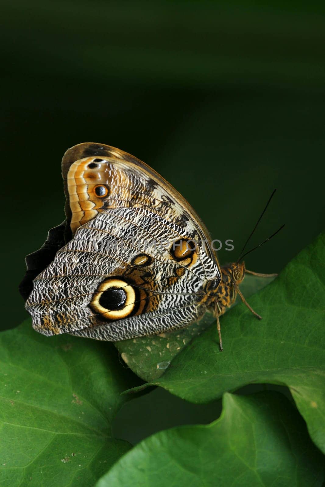 Banana Butterfly