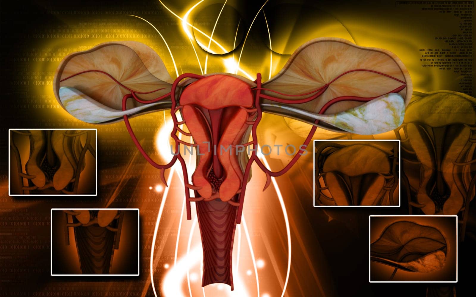 Digital illustration of Uterus in colour background