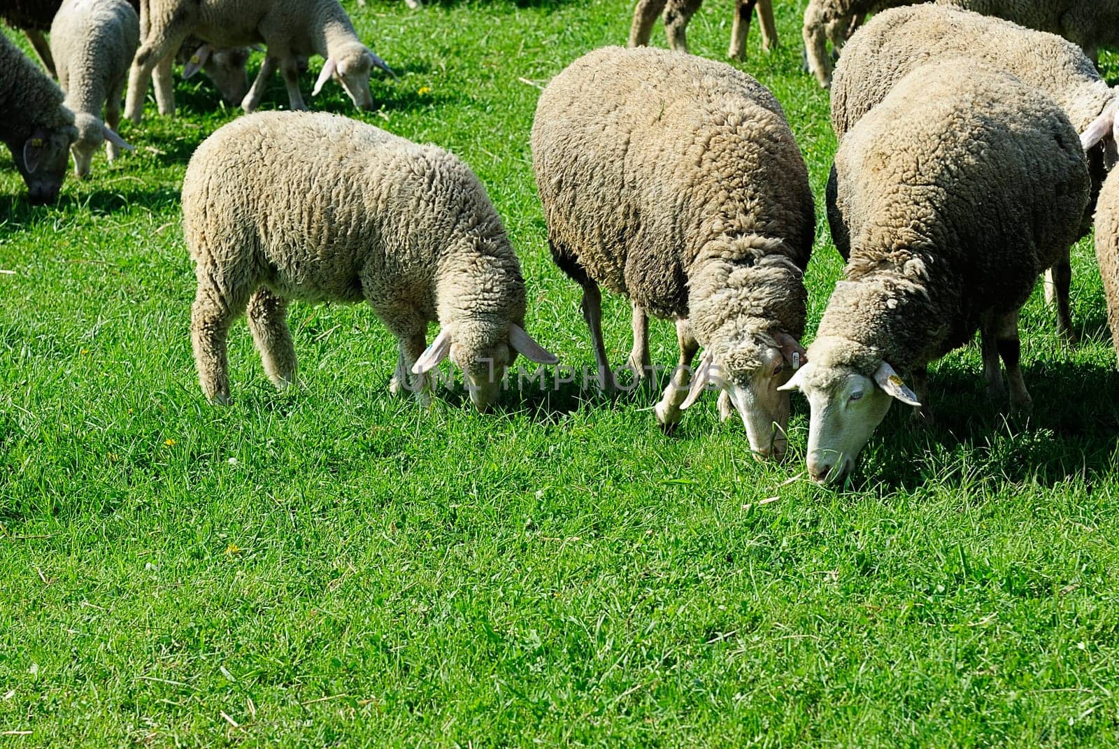 flock of sheep