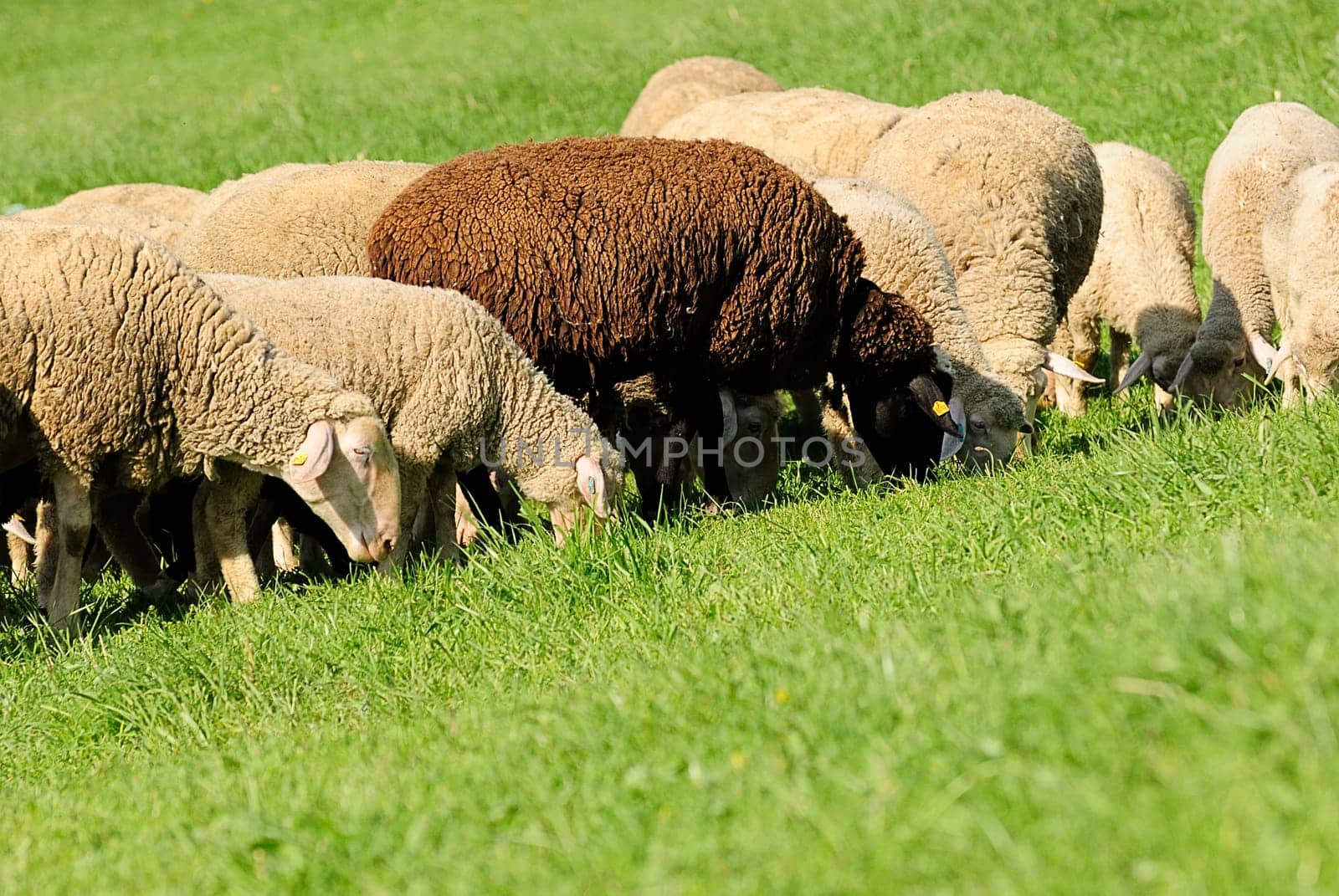flock of sheep