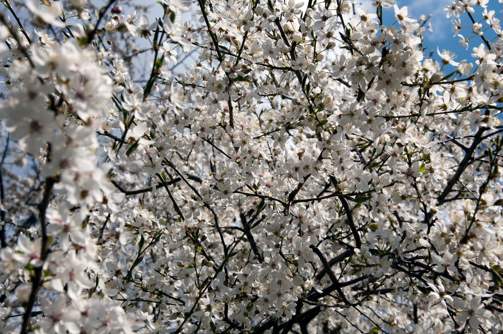Mirabelle plum blossom - Prunus domestica - in the background sky with clouds