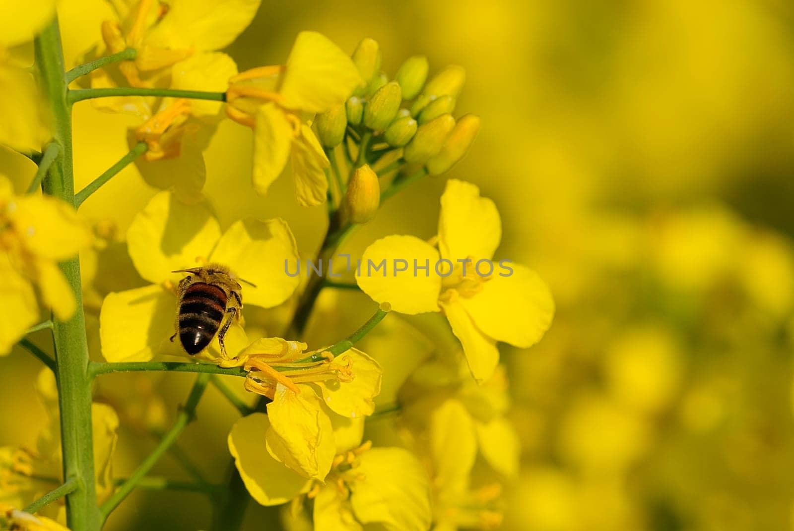 Rapeseed fields