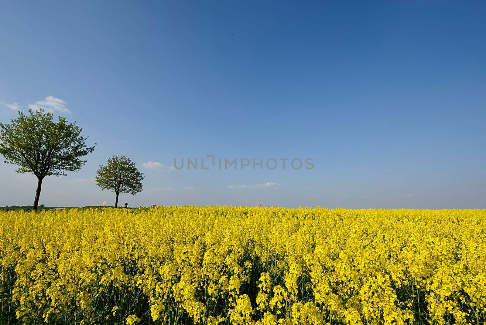 Rapeseed fields
