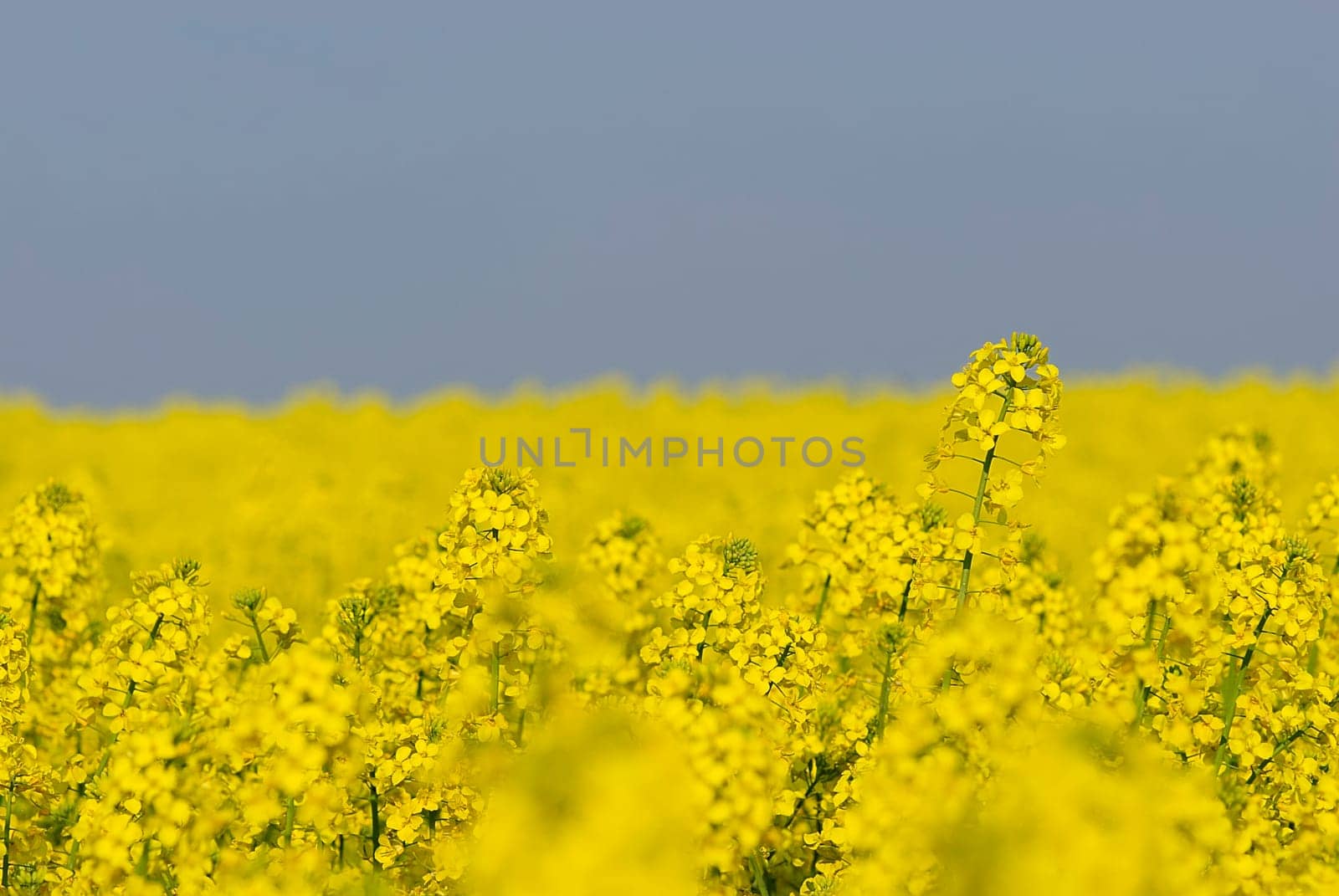 Rapeseed fields