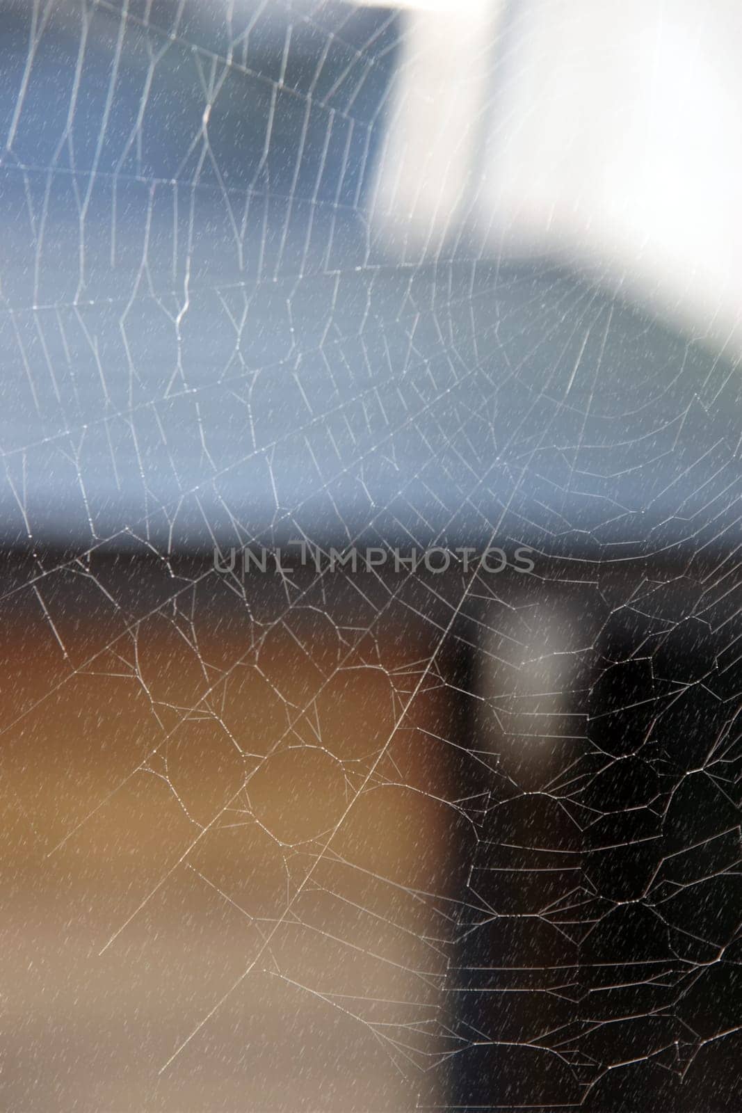 a spiders web staying strong during a rain shower