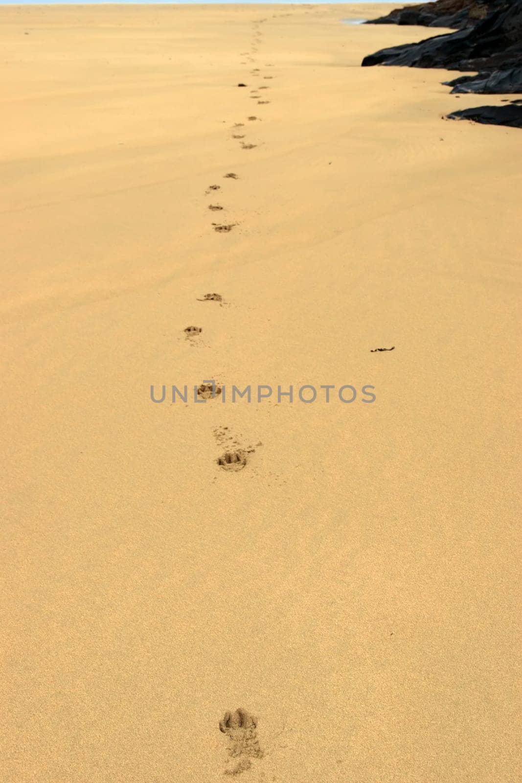 dog tracks on a sandy beach at ballybunion ireland