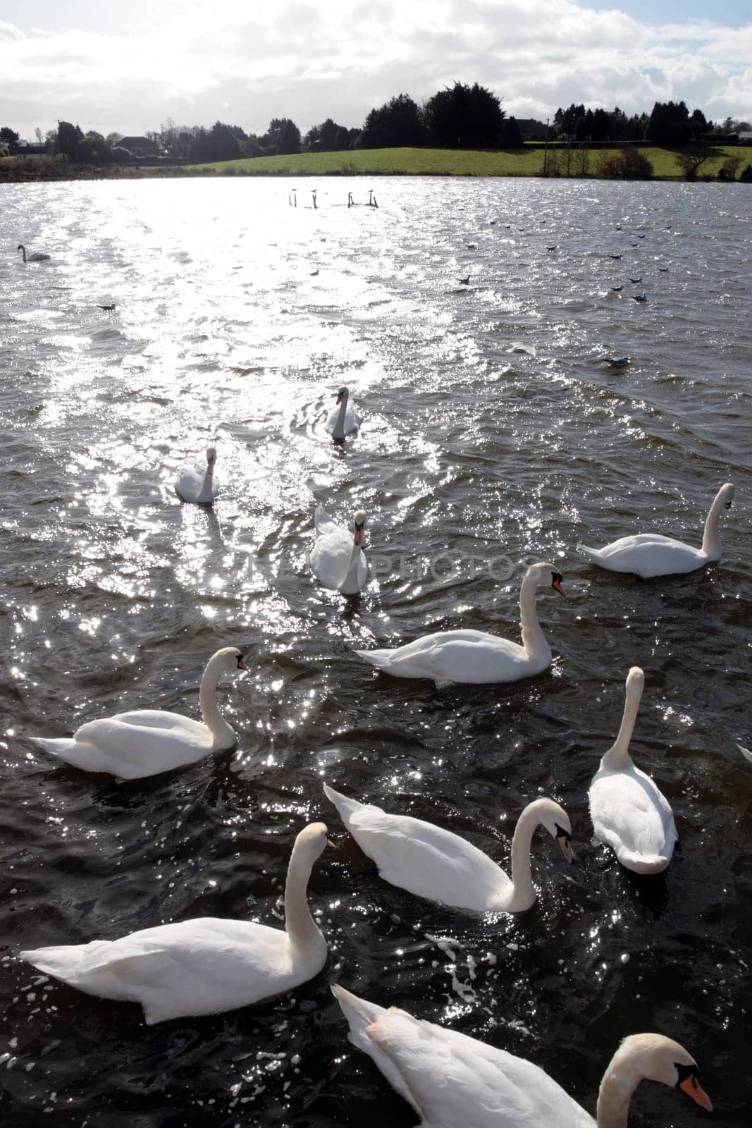 swans gliding elegantly on the lakes edge in the shimmering sunlight