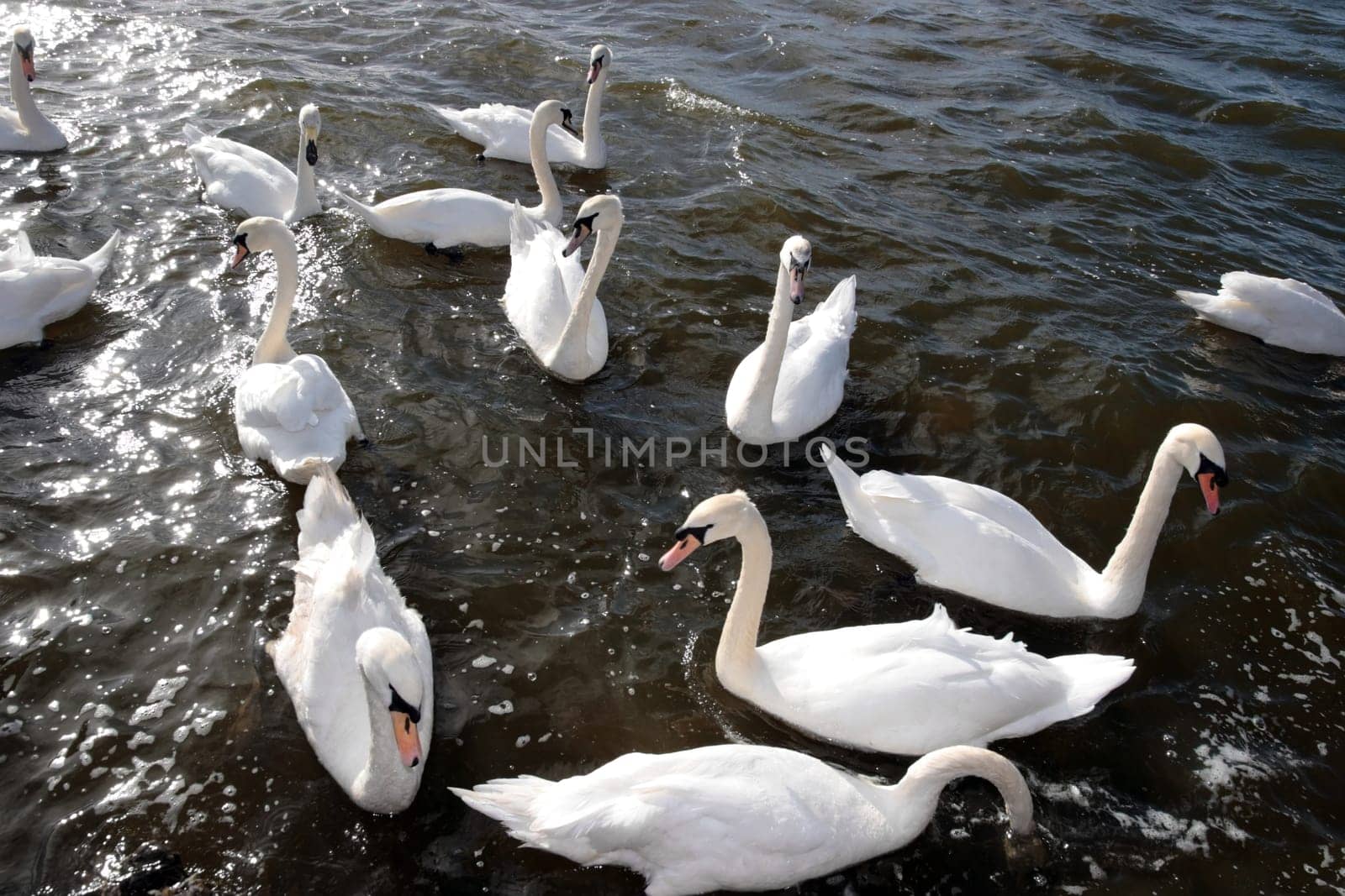 swans gliding elegantly on the lakes edge in the shimmering sunlight