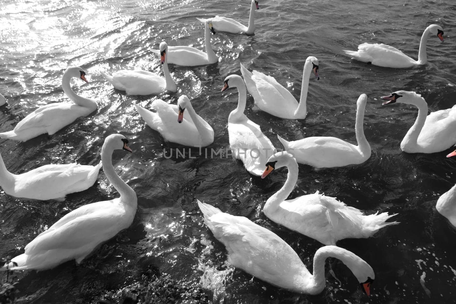 swans gliding elegantly on the lakes edge in the shimmering sunlight in black and white with beaks in red