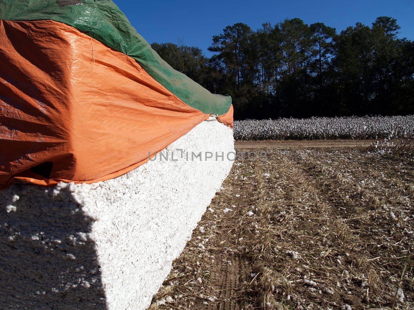 Cotton Module with a cotton field in the background.