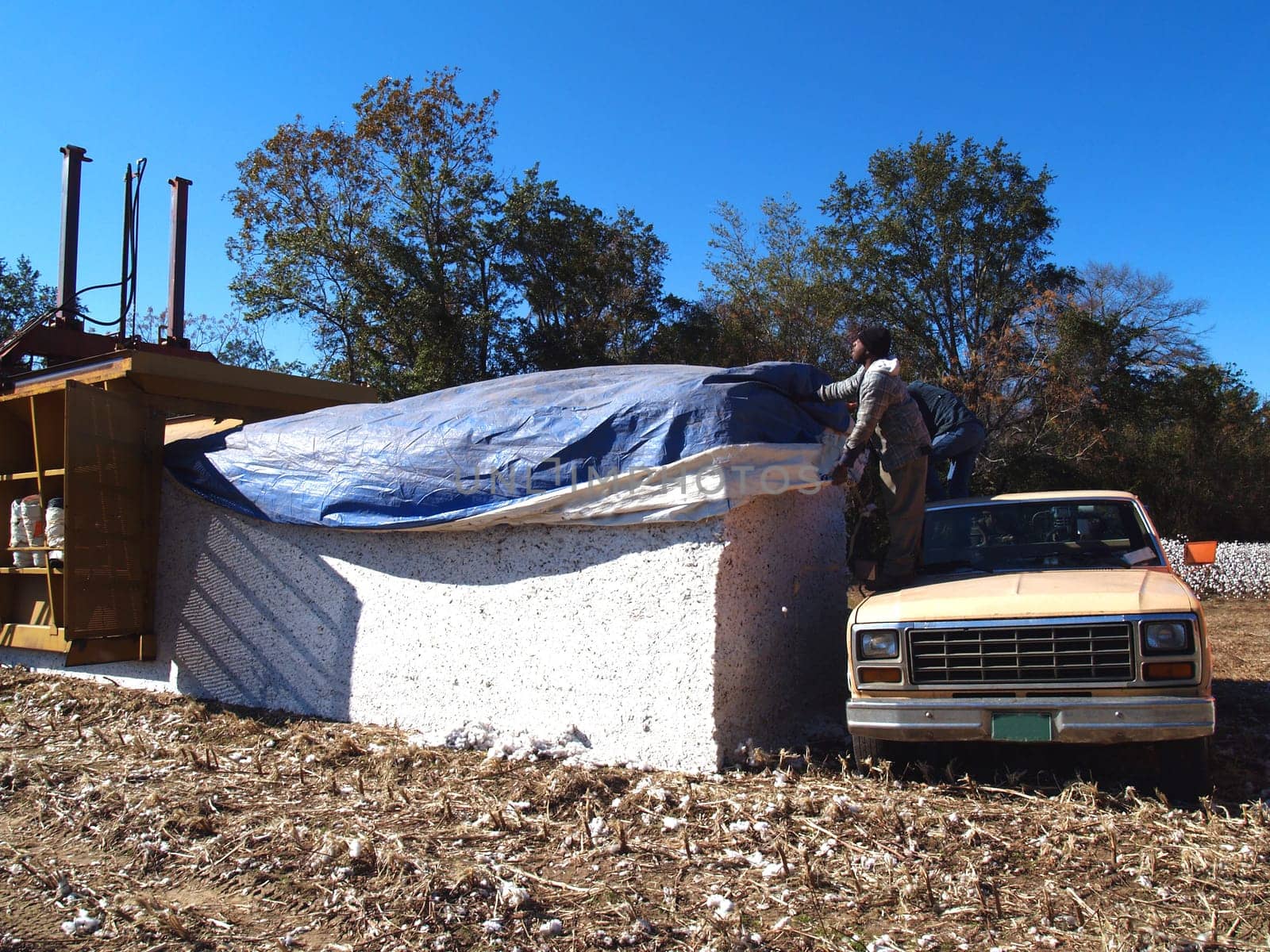 Farmer covering the newly made cotton module.