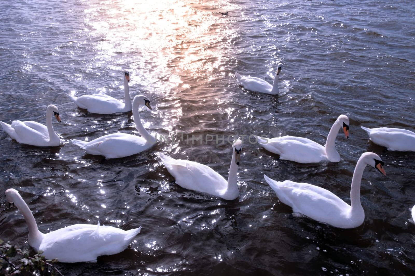 swans gliding elegantly on the lakes edge in the shimmering sunlight