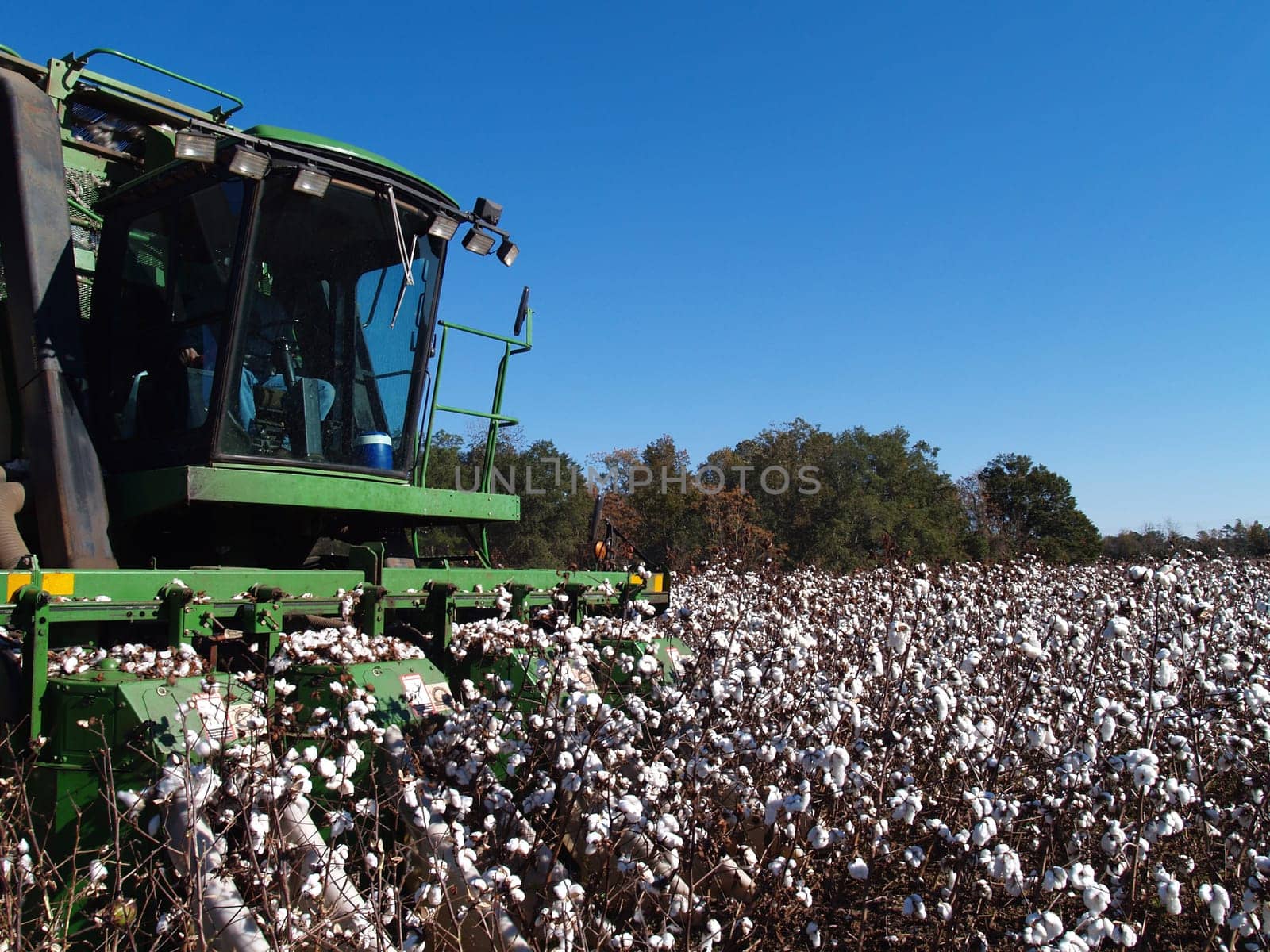A cotton picker following the rows and picking cotton.
