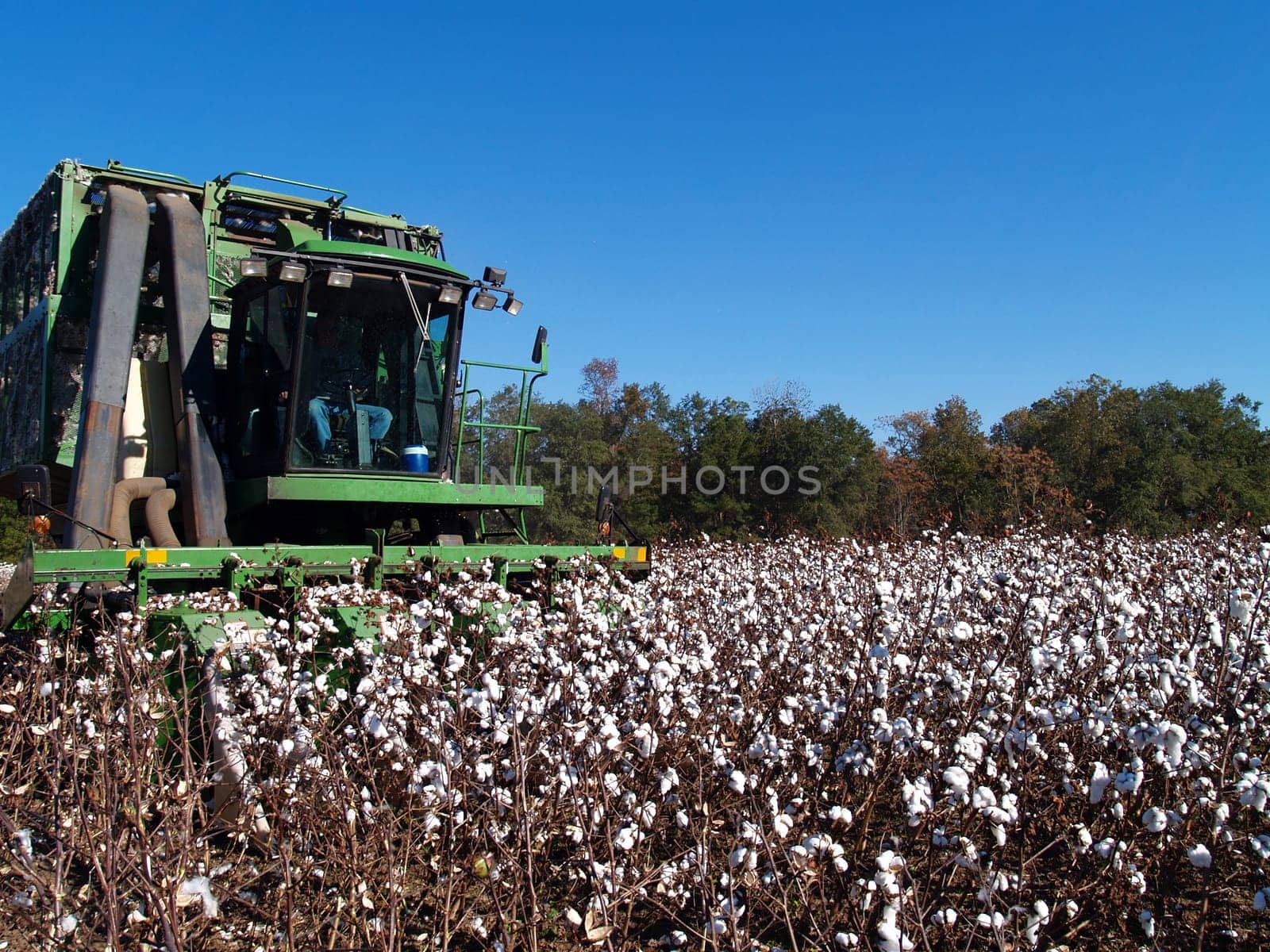 A cotton picker following the rows and picking cotton.