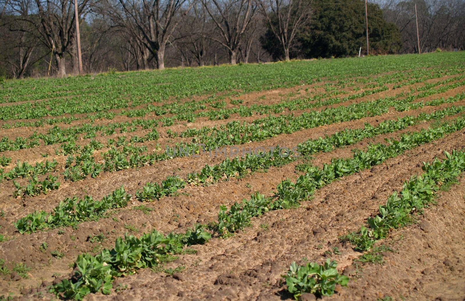 Rows of small pea plants in a field in south Georgia