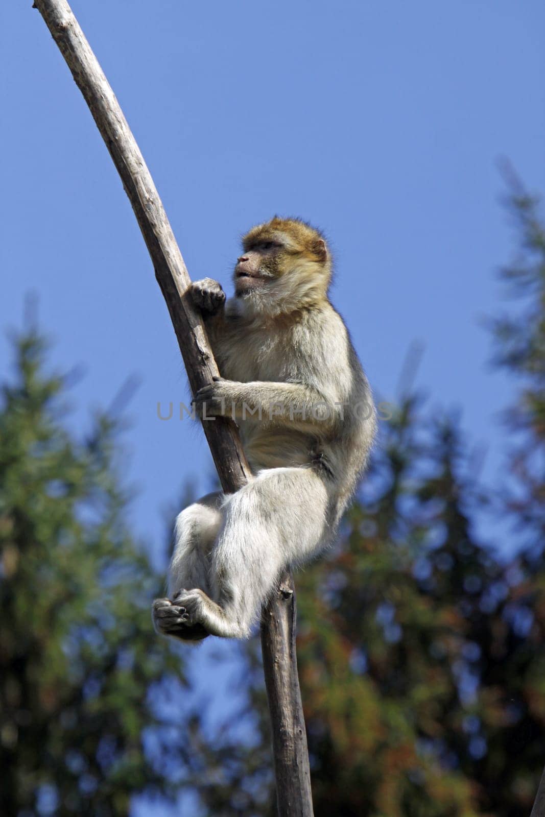 Barbary macaque on a branch
