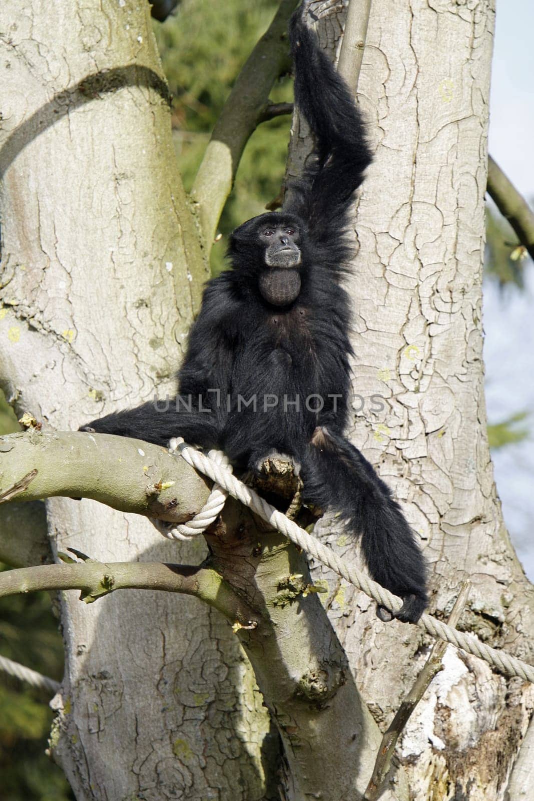 Siamang