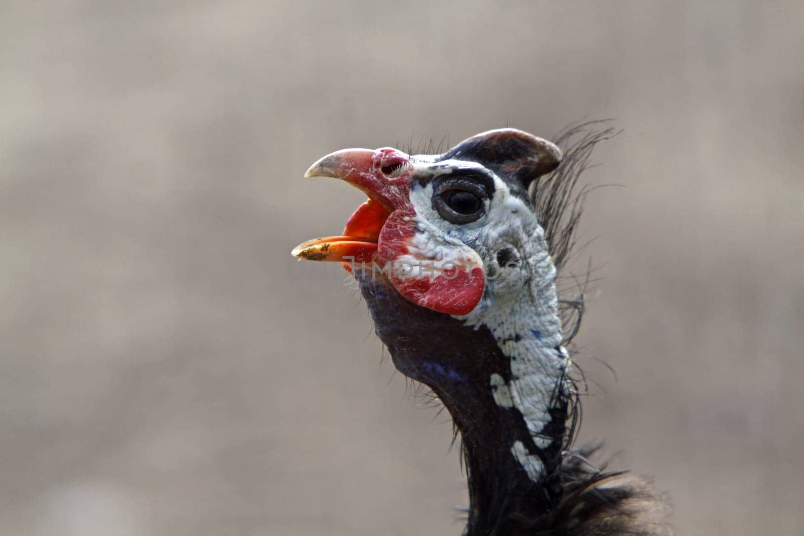 Helmeted guineafowl