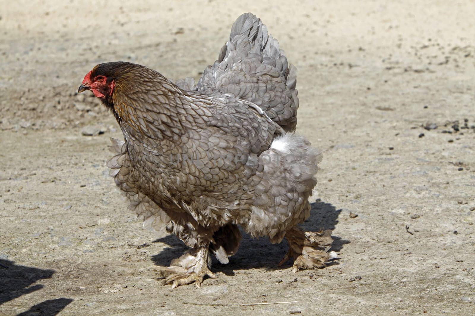 Gray Brahma Hen