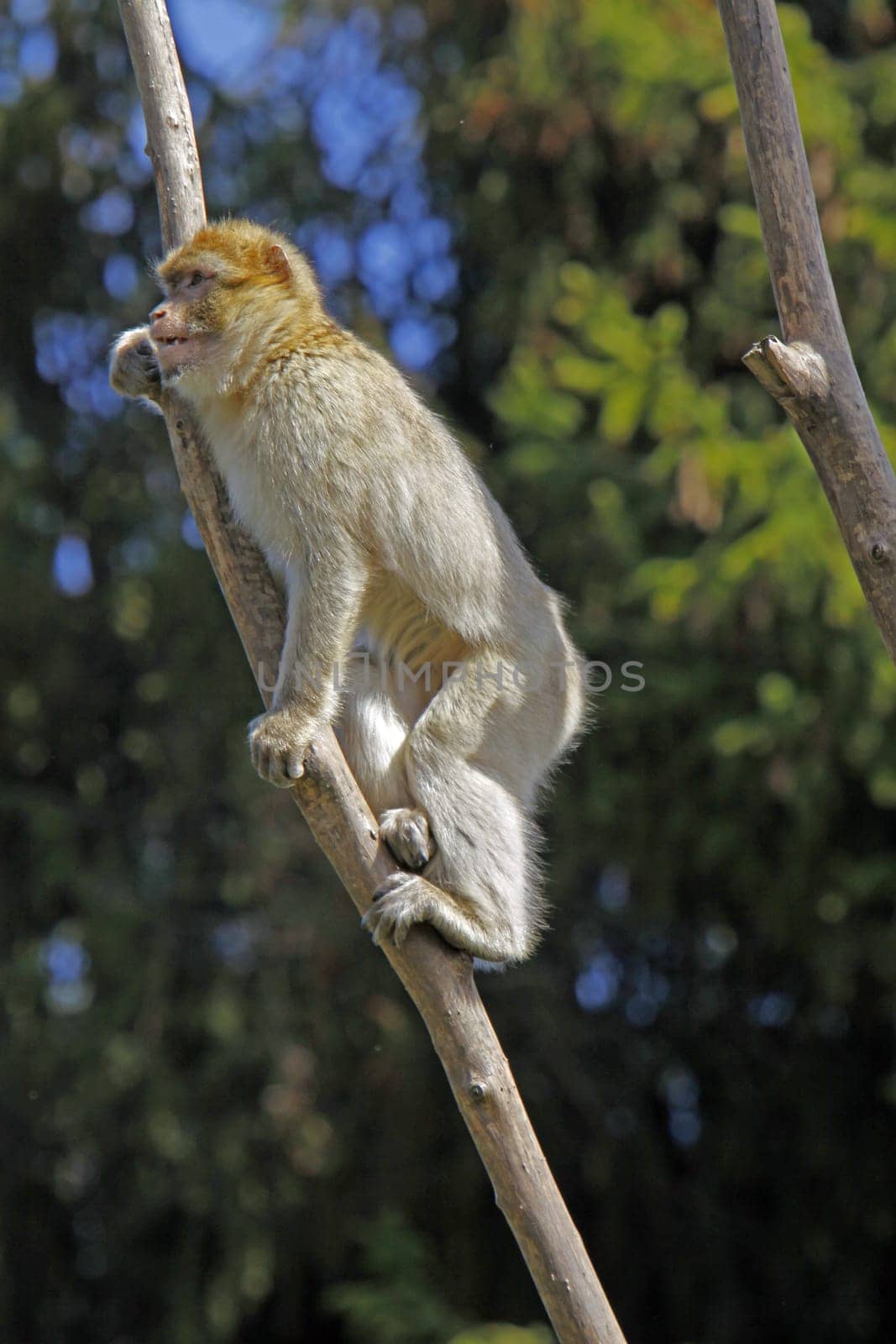 Barbary macaque on a branch
