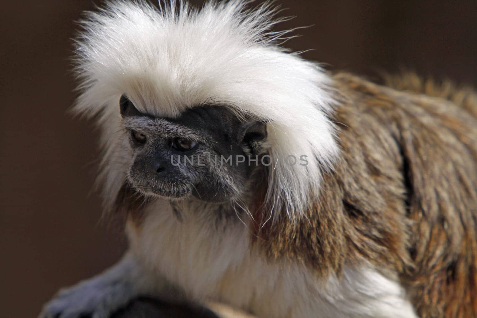 Cottontop tamarin