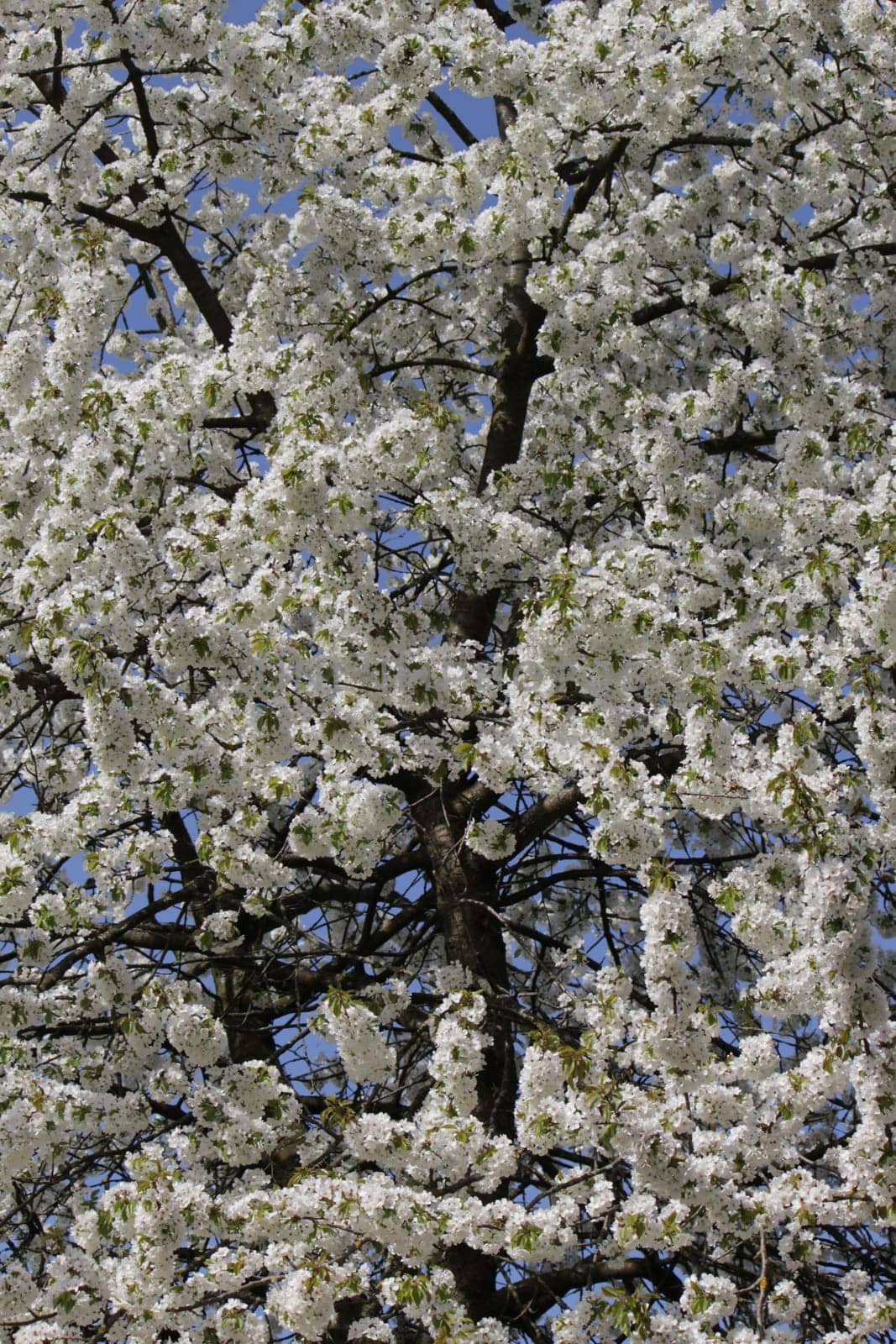 Lots of white flowers on a tree