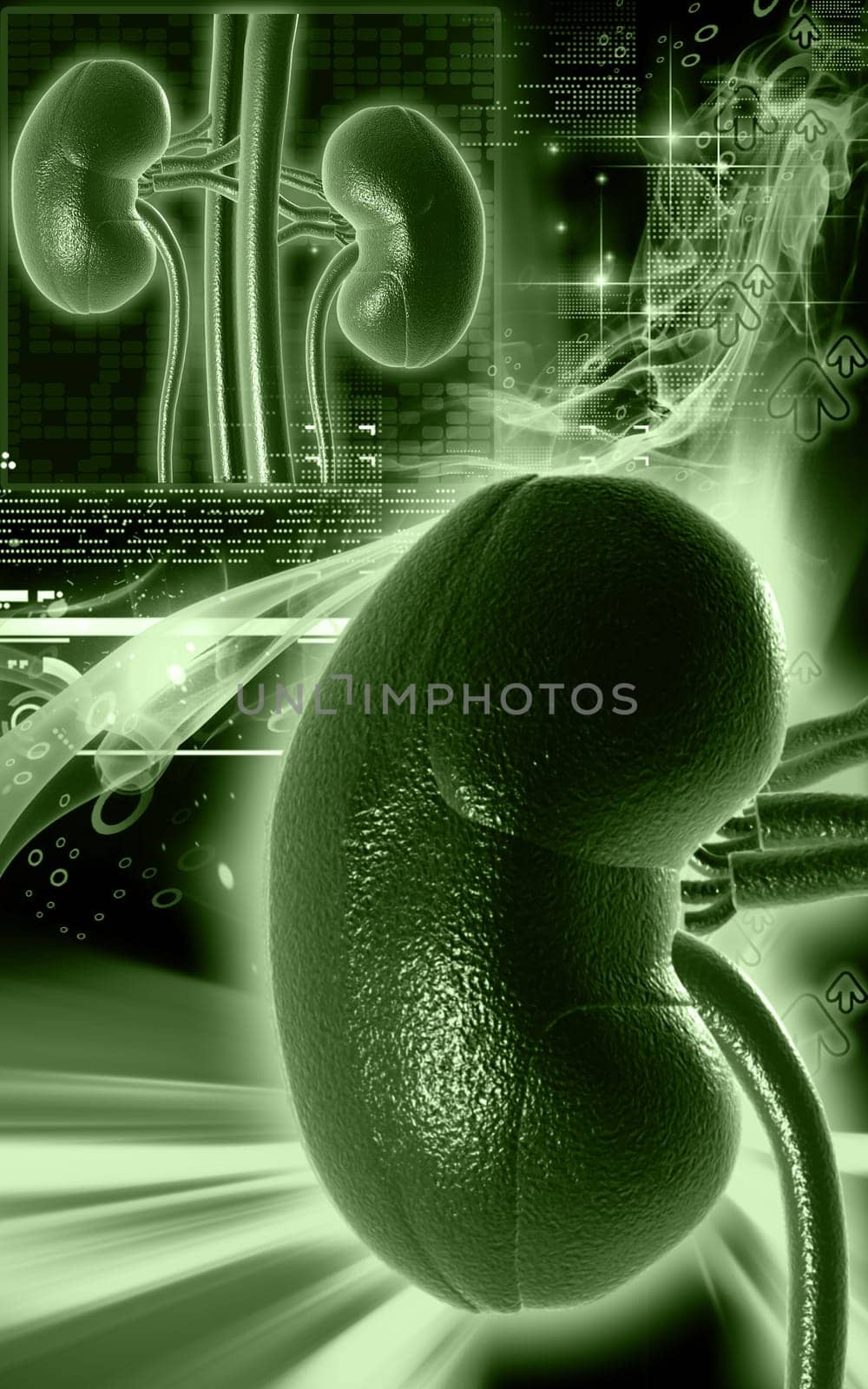 Digital illustration of kidney in colour background